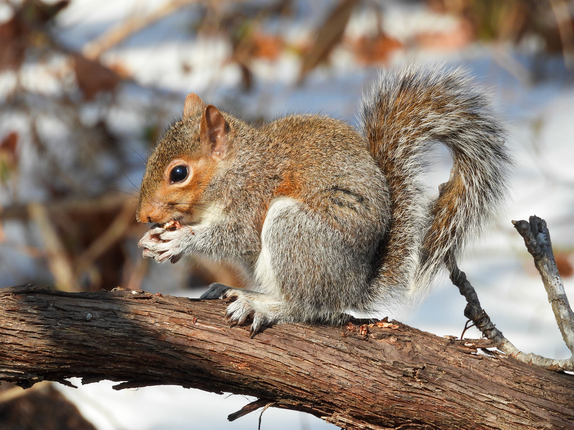 Eastern Gray Squirrel