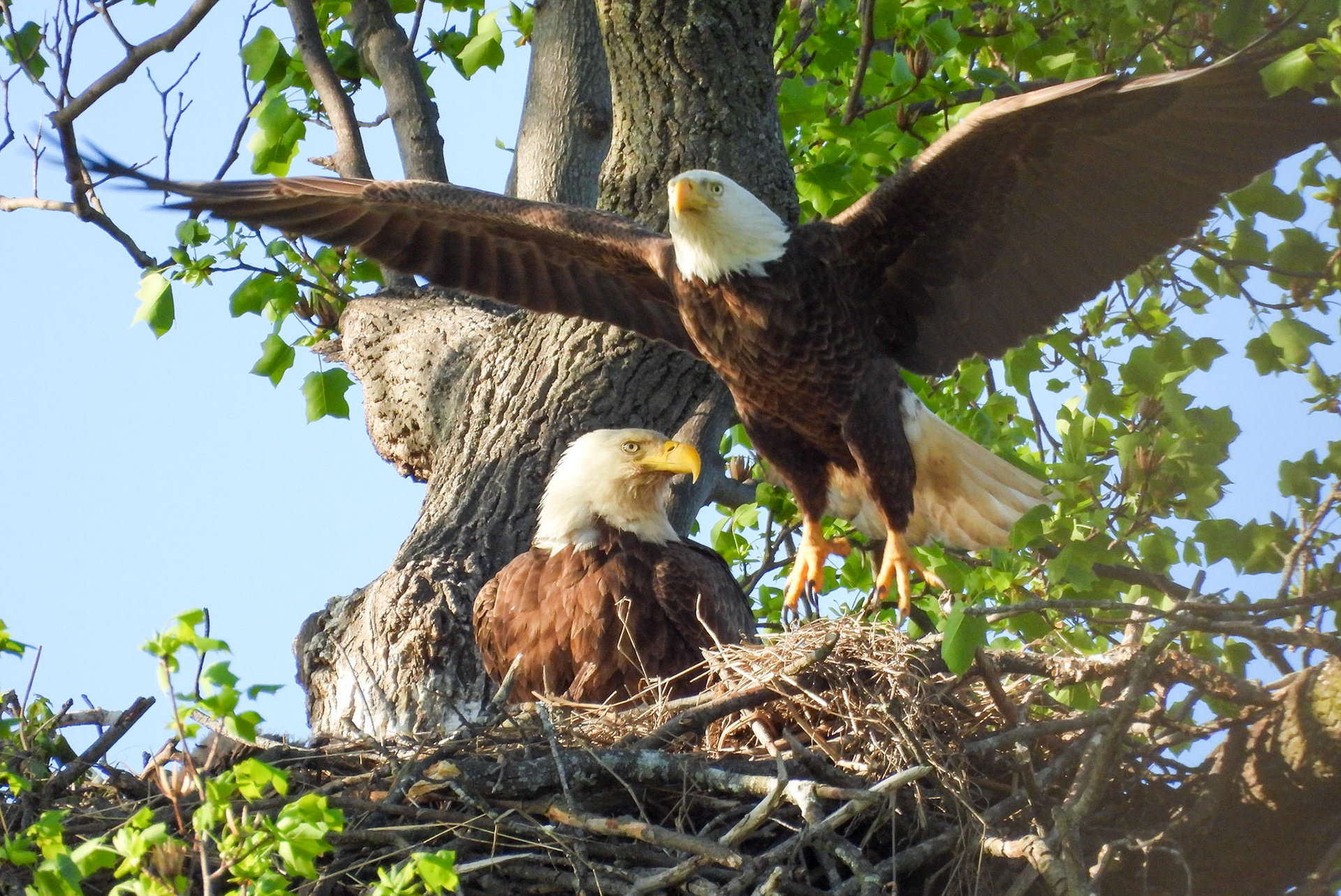 April 8 - The male takes off...