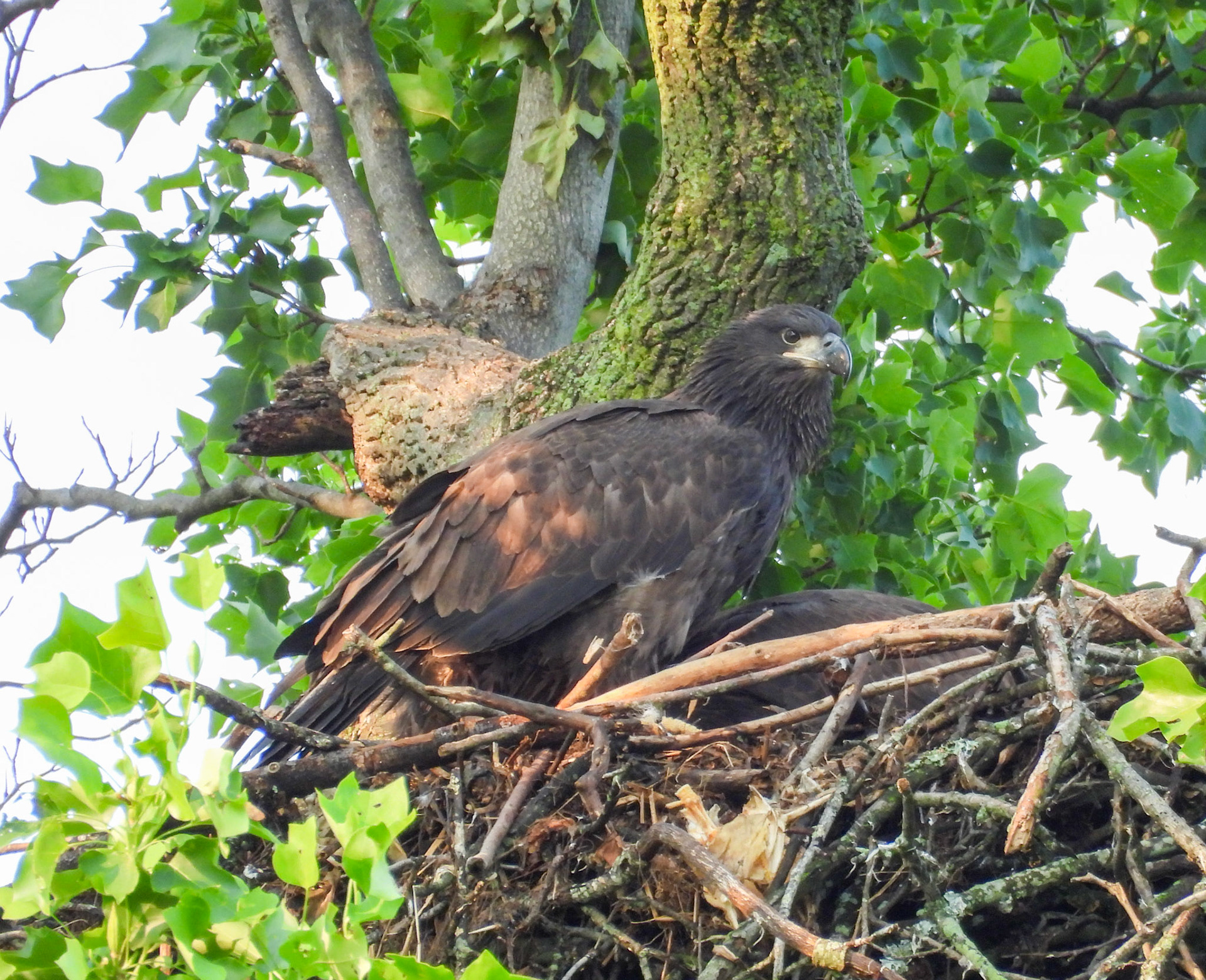 May 31 - Breakfast in the nest