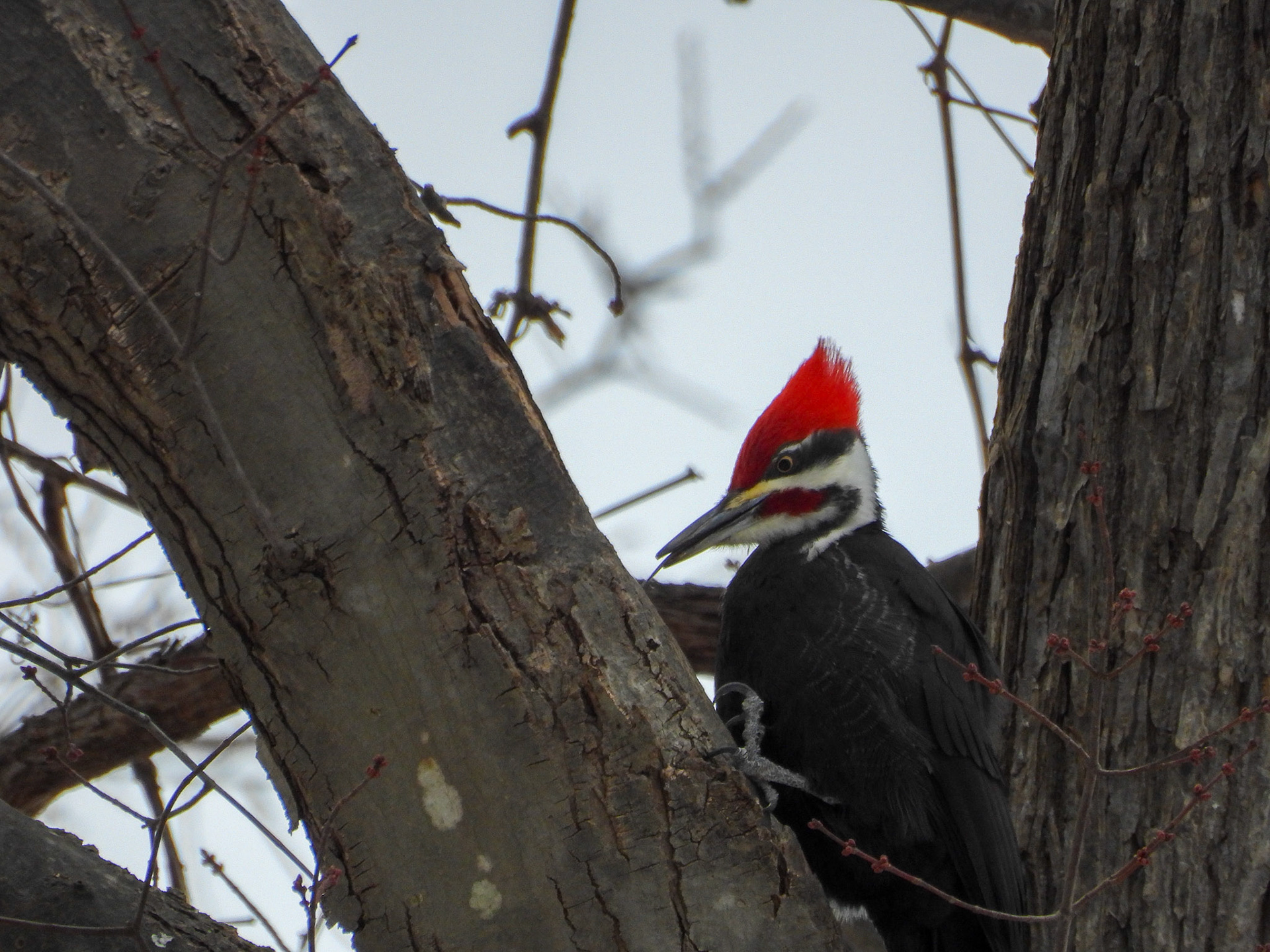 Pileated Woodpecker
