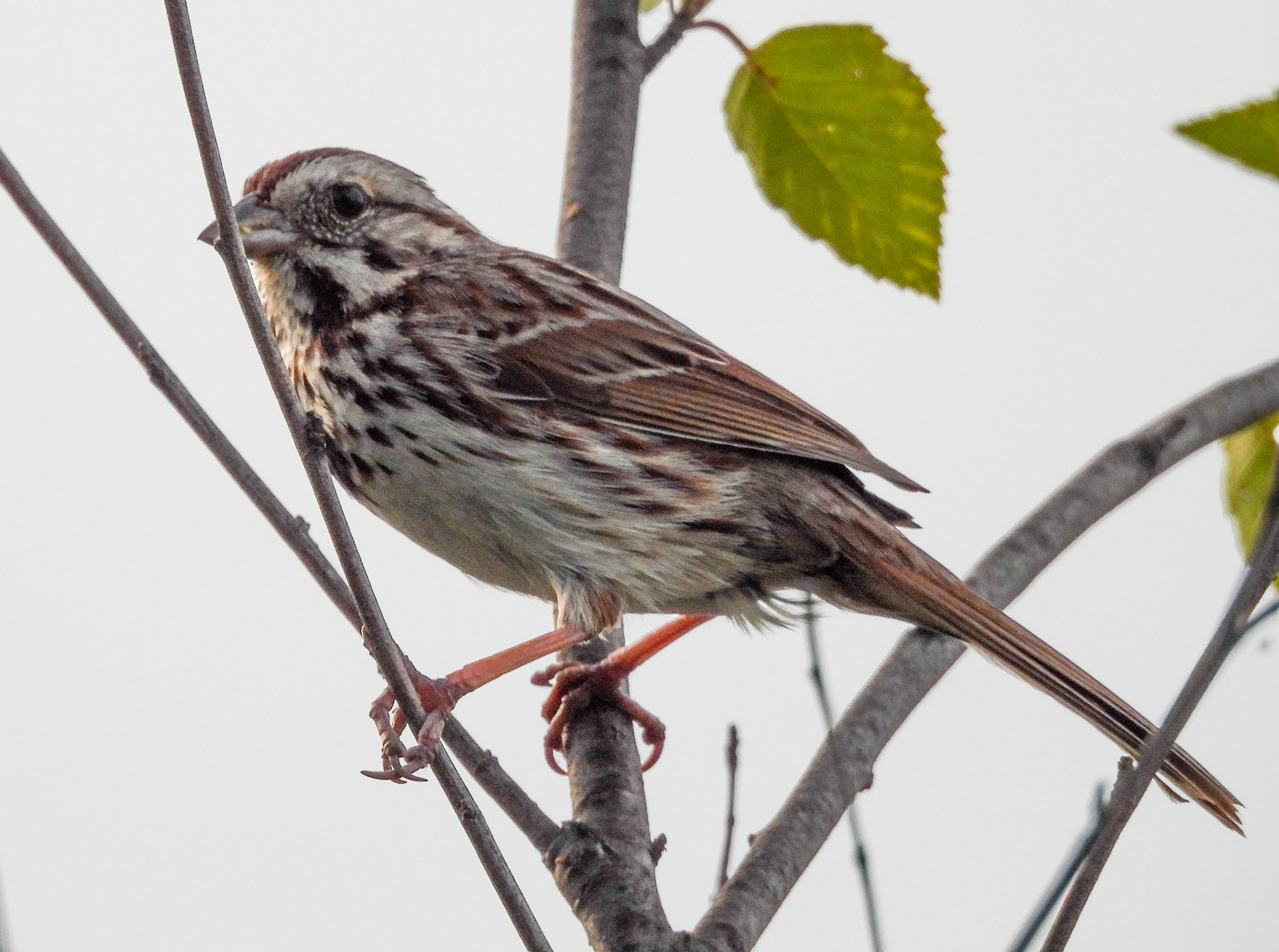Song Sparrow