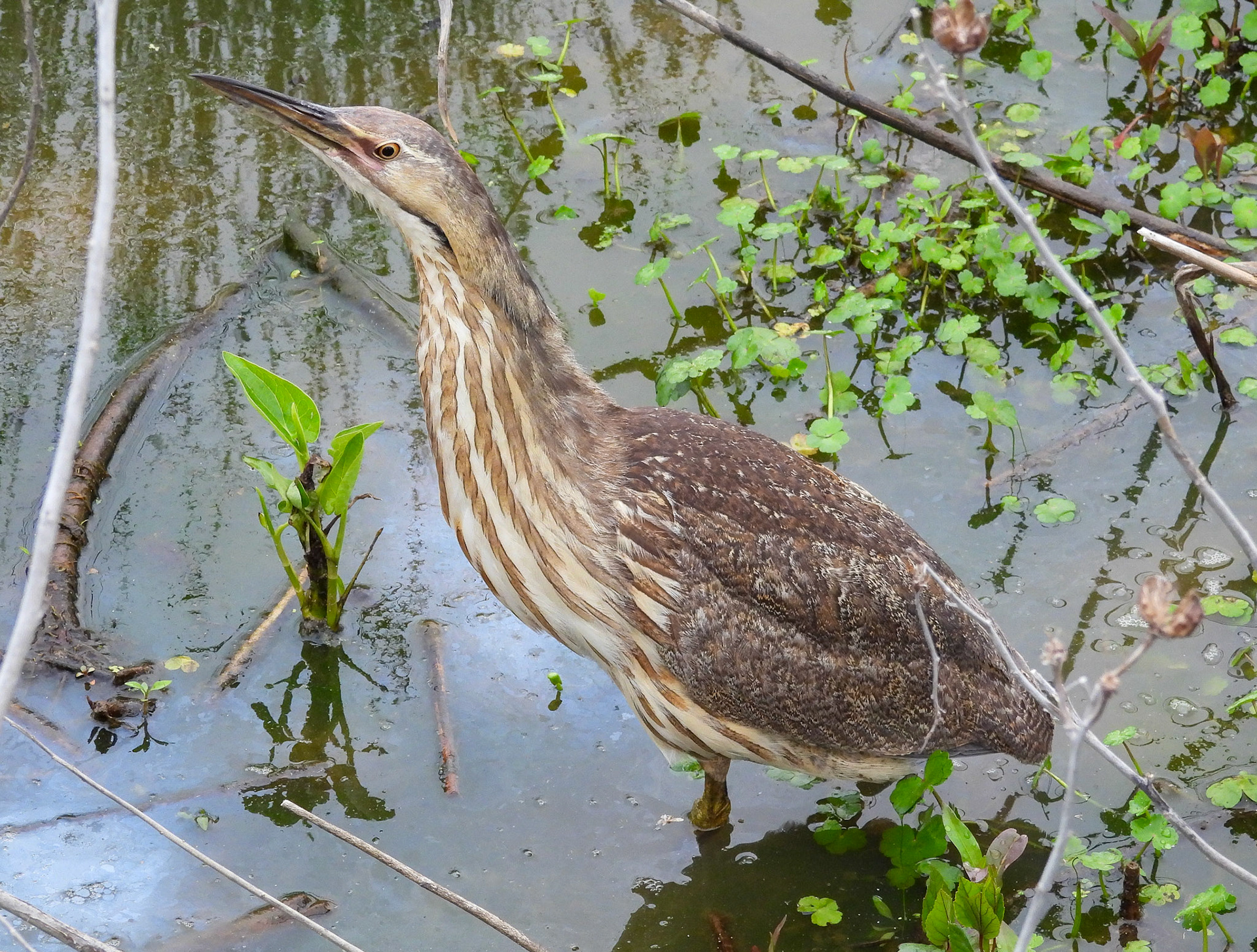 American Bittern