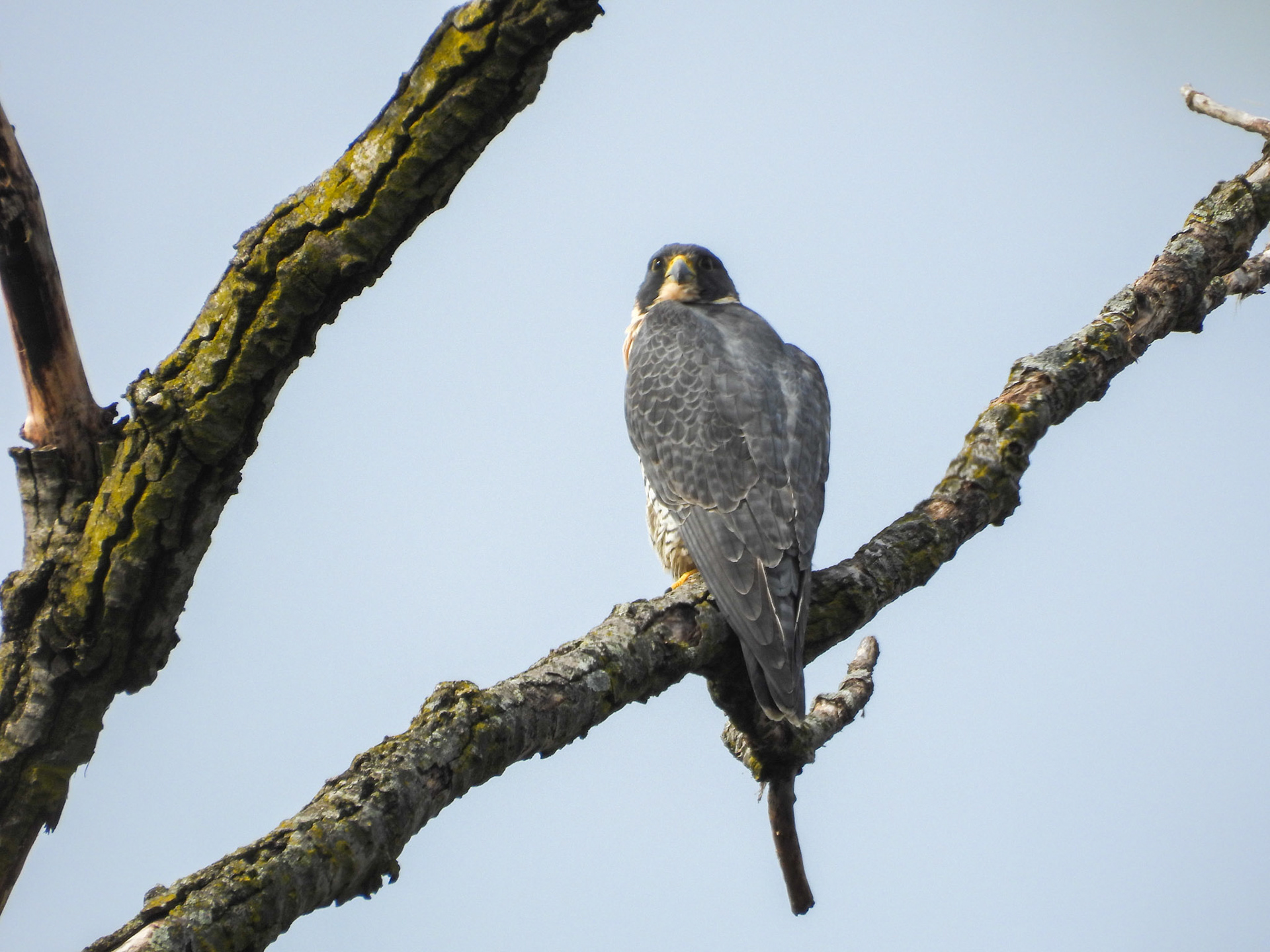Peregrine Falcon