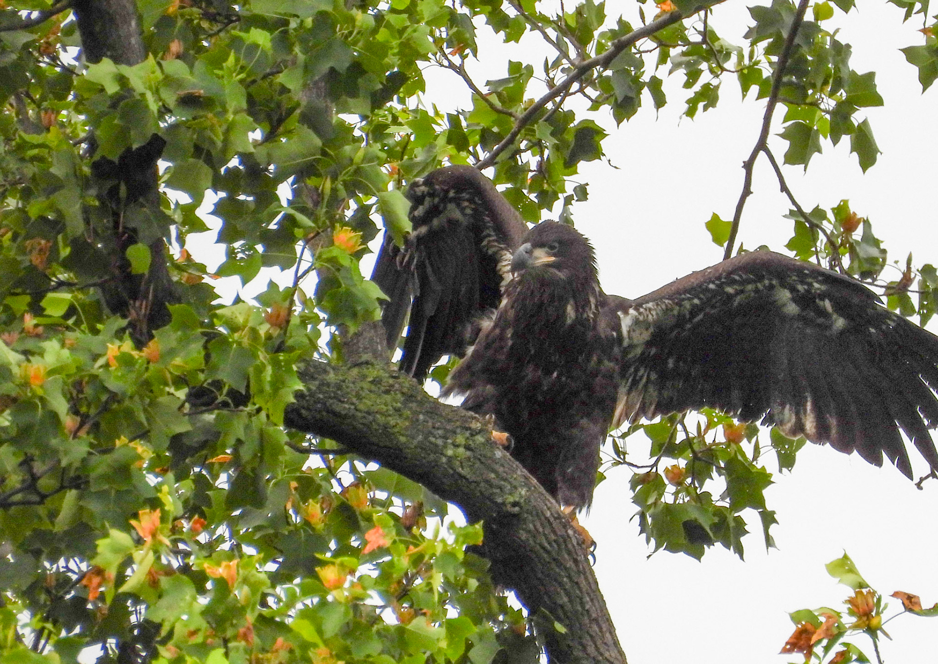 May 14 - Branching eaglets use their wings to help them move on or between branches while maintaining their balance.