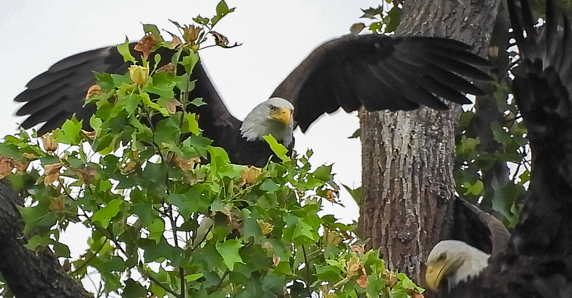 May 14 - Because the remaining eaglet cannot yet fly, the parents must bring food to the nest site where it is perched.
