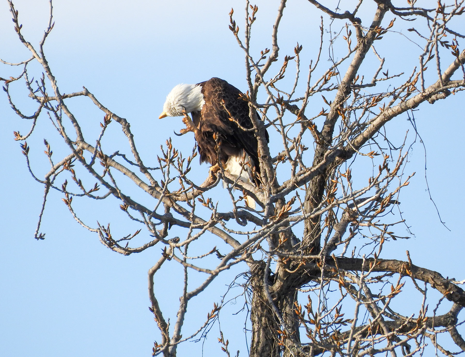 Bald Eagle has an itch
