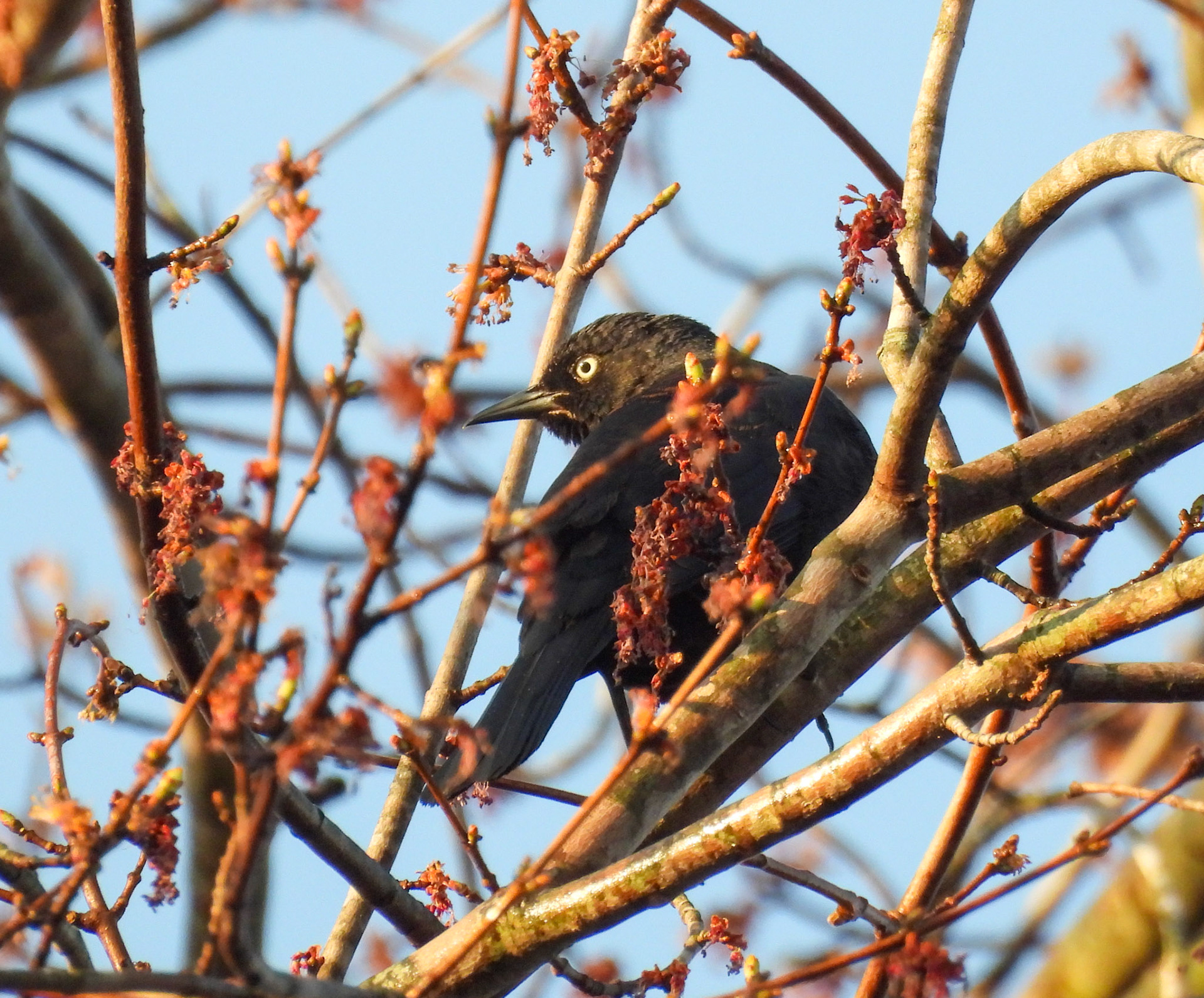 Rusty Blackbird in March on the way  to its breeding grounds, mostly in Canada.