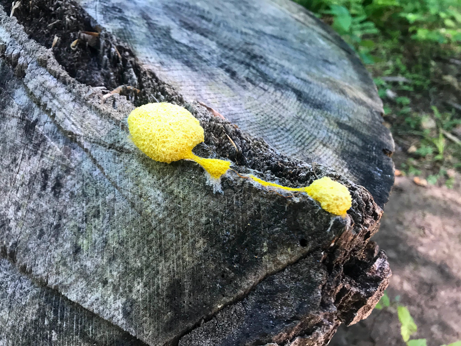 Fountainhead Regional Park, Virginia