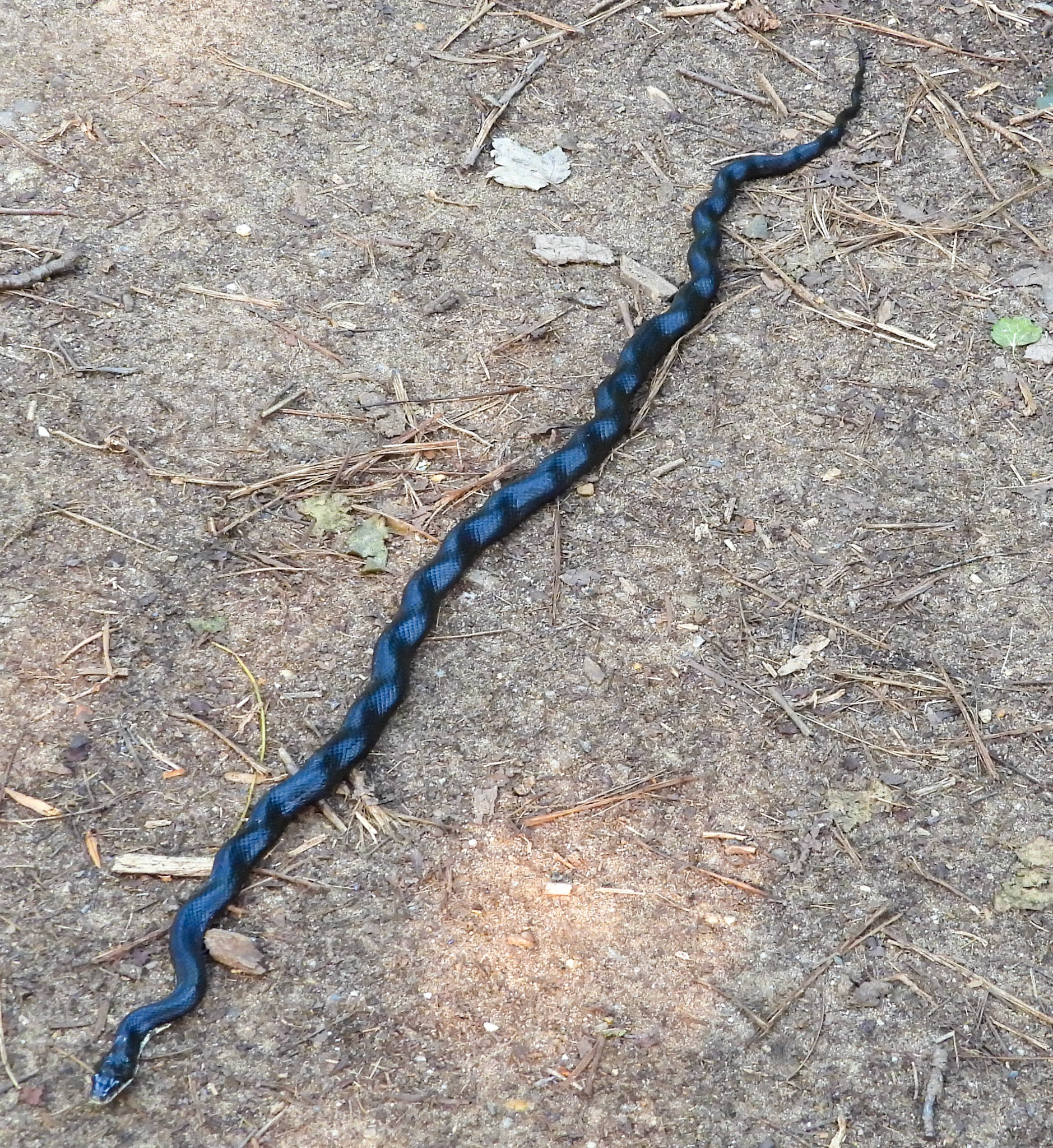 Eastern Rat Snake out in the open during it's peak breeding season in early June, possibly searching for a mate.