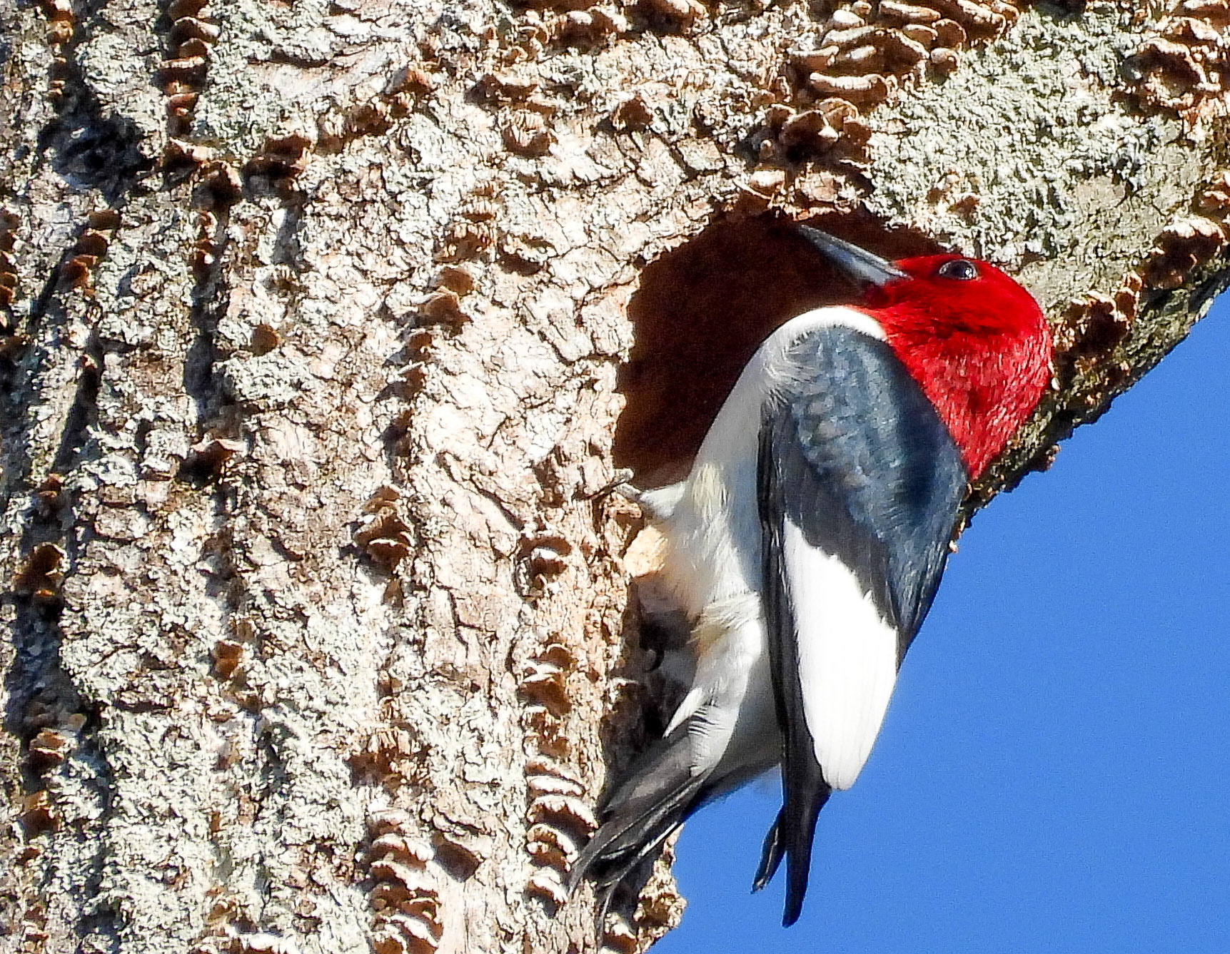 Red Headed Woodpecker