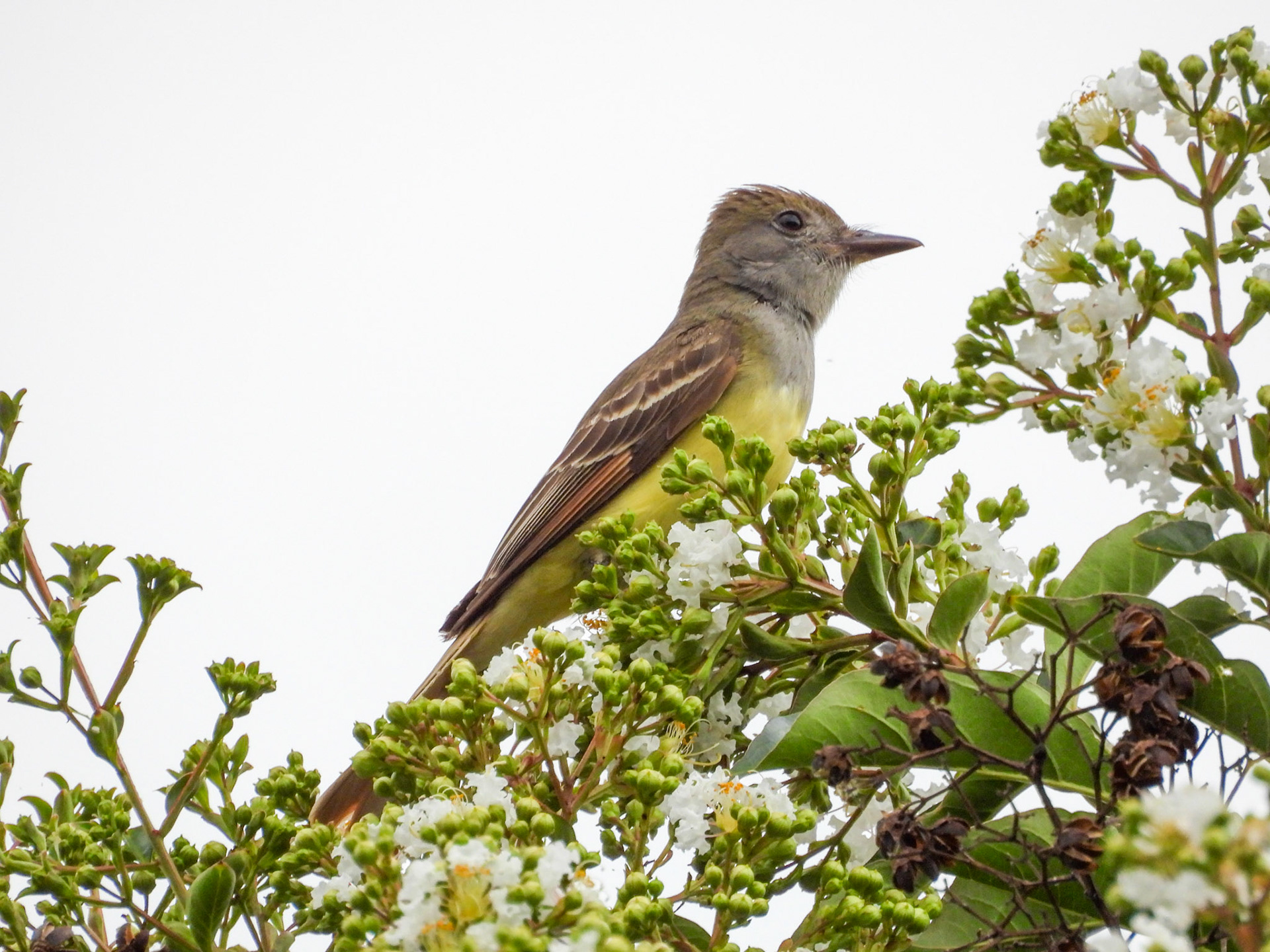 Great Crested Flycatcher