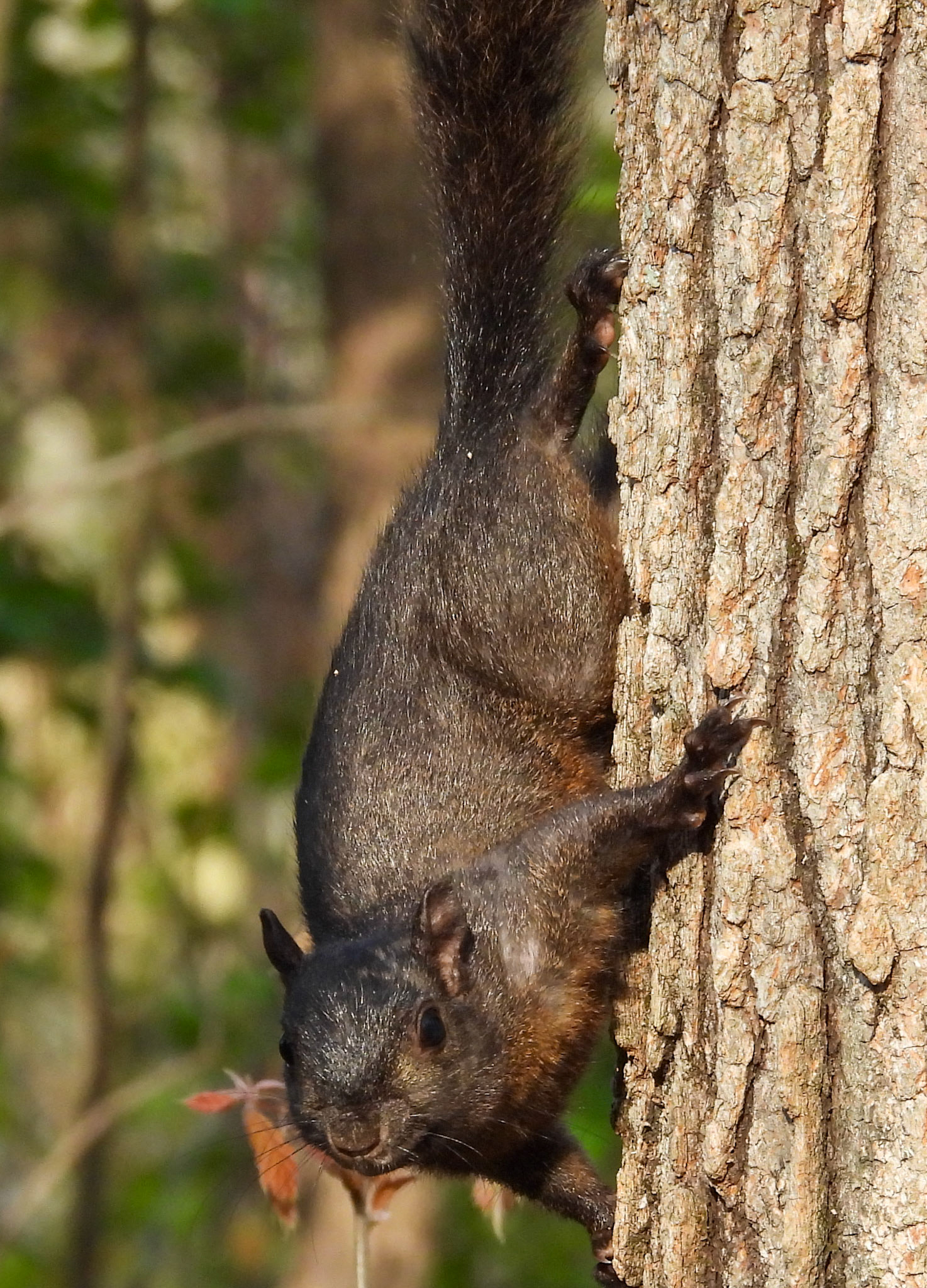 Black squirrels are a melanistic color variant of the eastern gray squirrel.