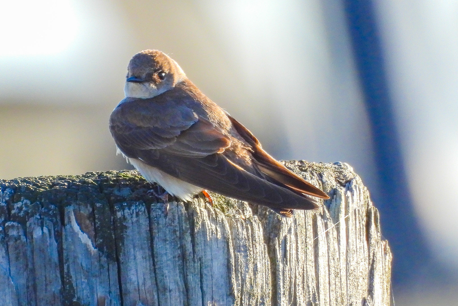 Northern Rough-winged Swallows venture north of the gulf coast and Mexico only to breed in the spring and summer.