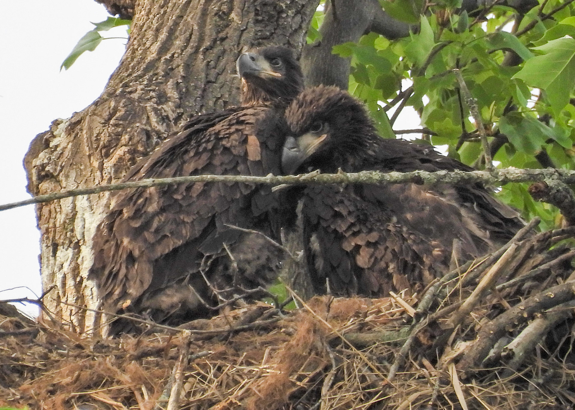 April 17 - Sibling hangout in the nest.