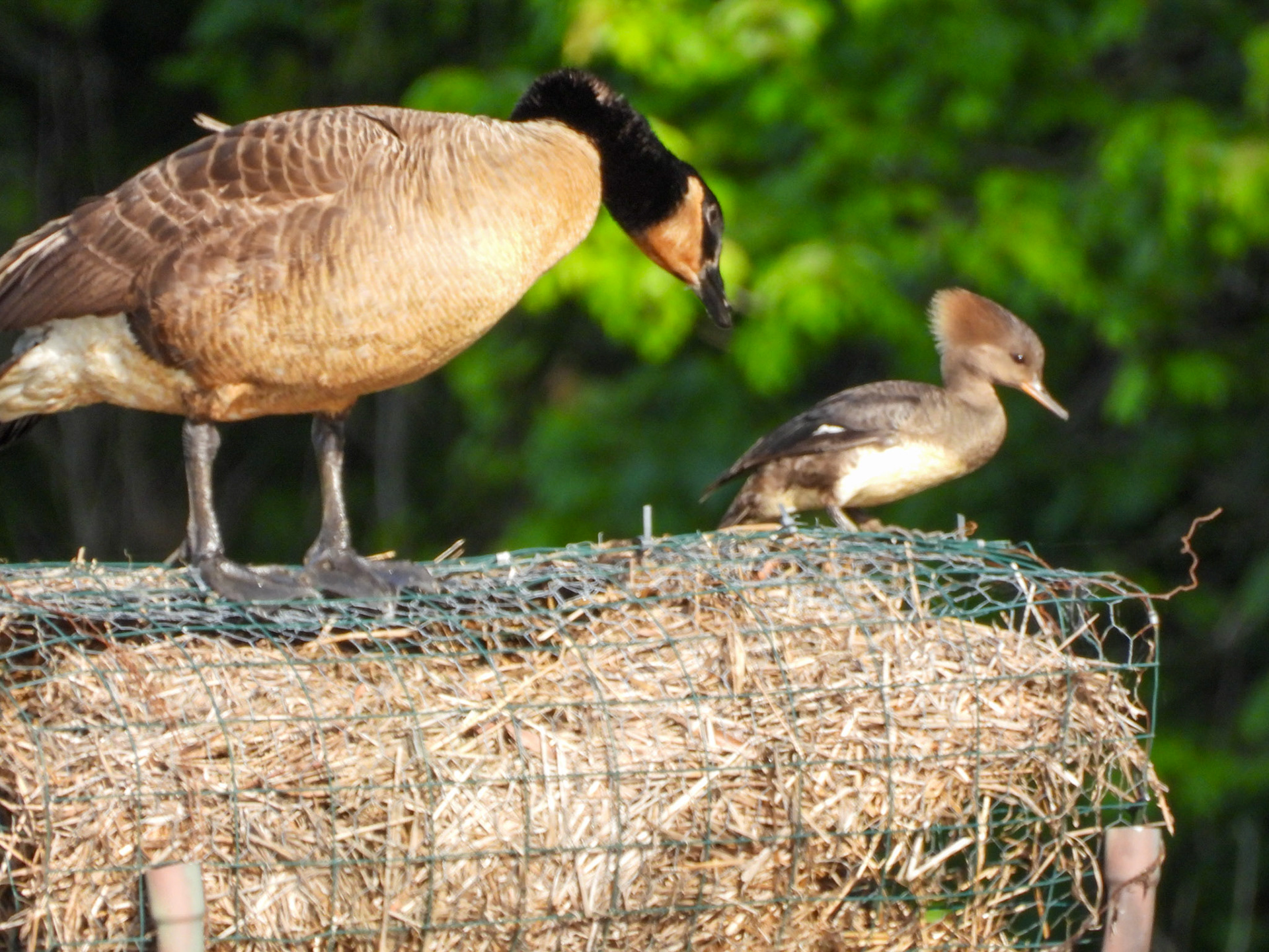 Goose shoos Merganser 1/2