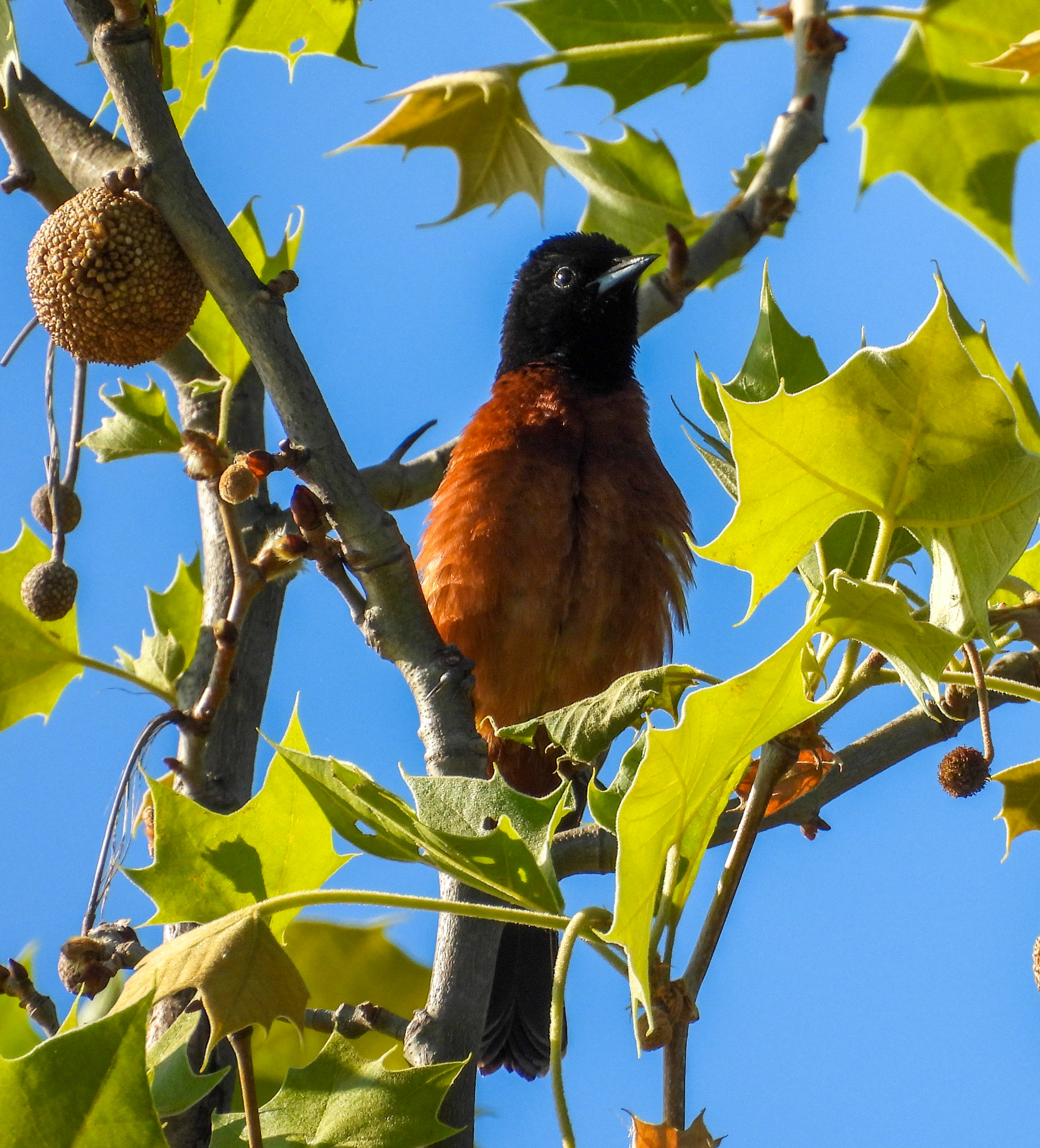 Orchard Orioles are a darker orange and smaller that Baltimore Orioles.