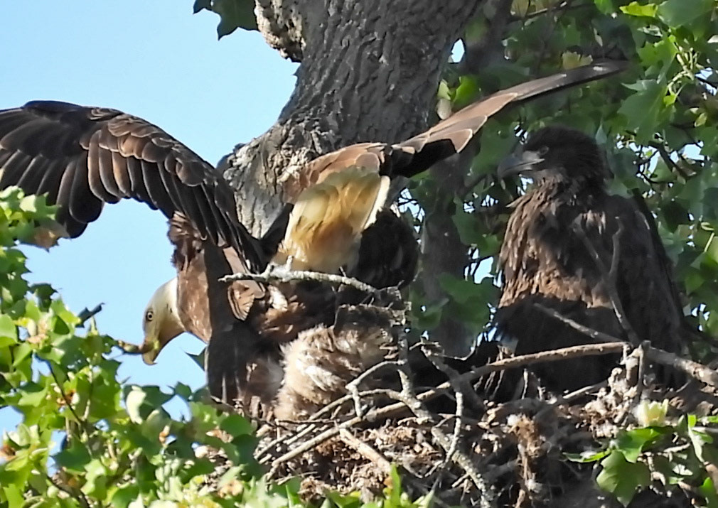 May 4 - The smaller eaglet has been more lethargic, laying down in the nest while the larger  eaglet stands.  The parent lays on the eaglet and spreads its wings to  shield it from the sun.