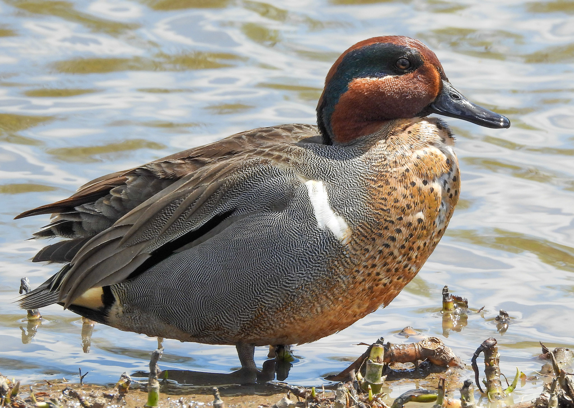 Green Winged Teal - the smallest dabbling duck in North America.  Dabbling ducks do not dive underwater for food.