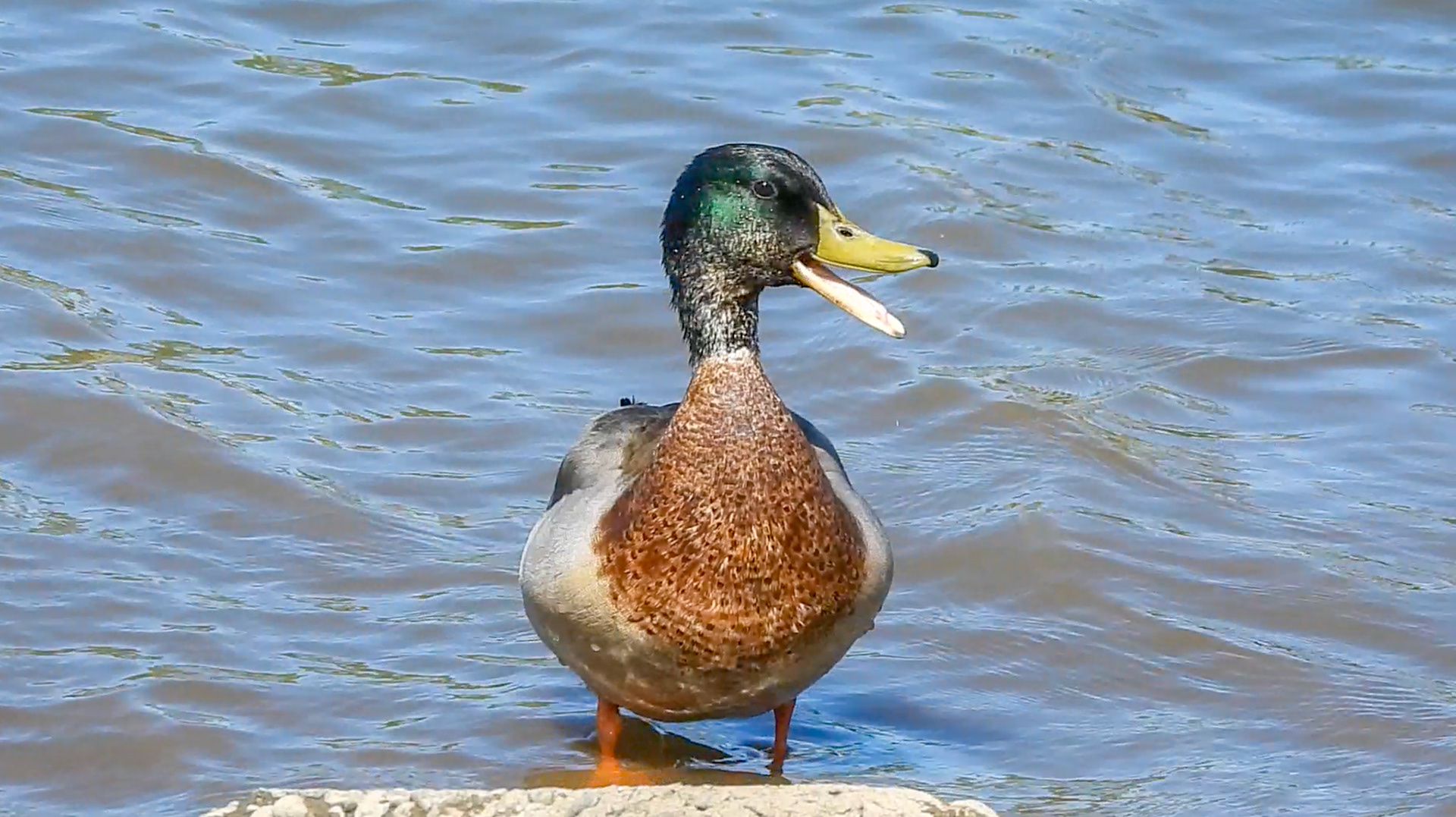 Mallard
