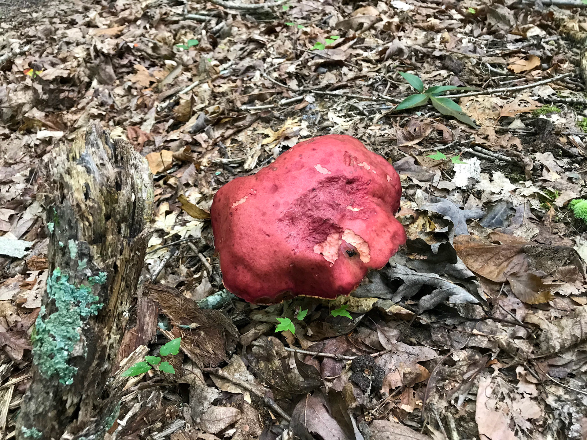 Prince William Forest Park, Virginia