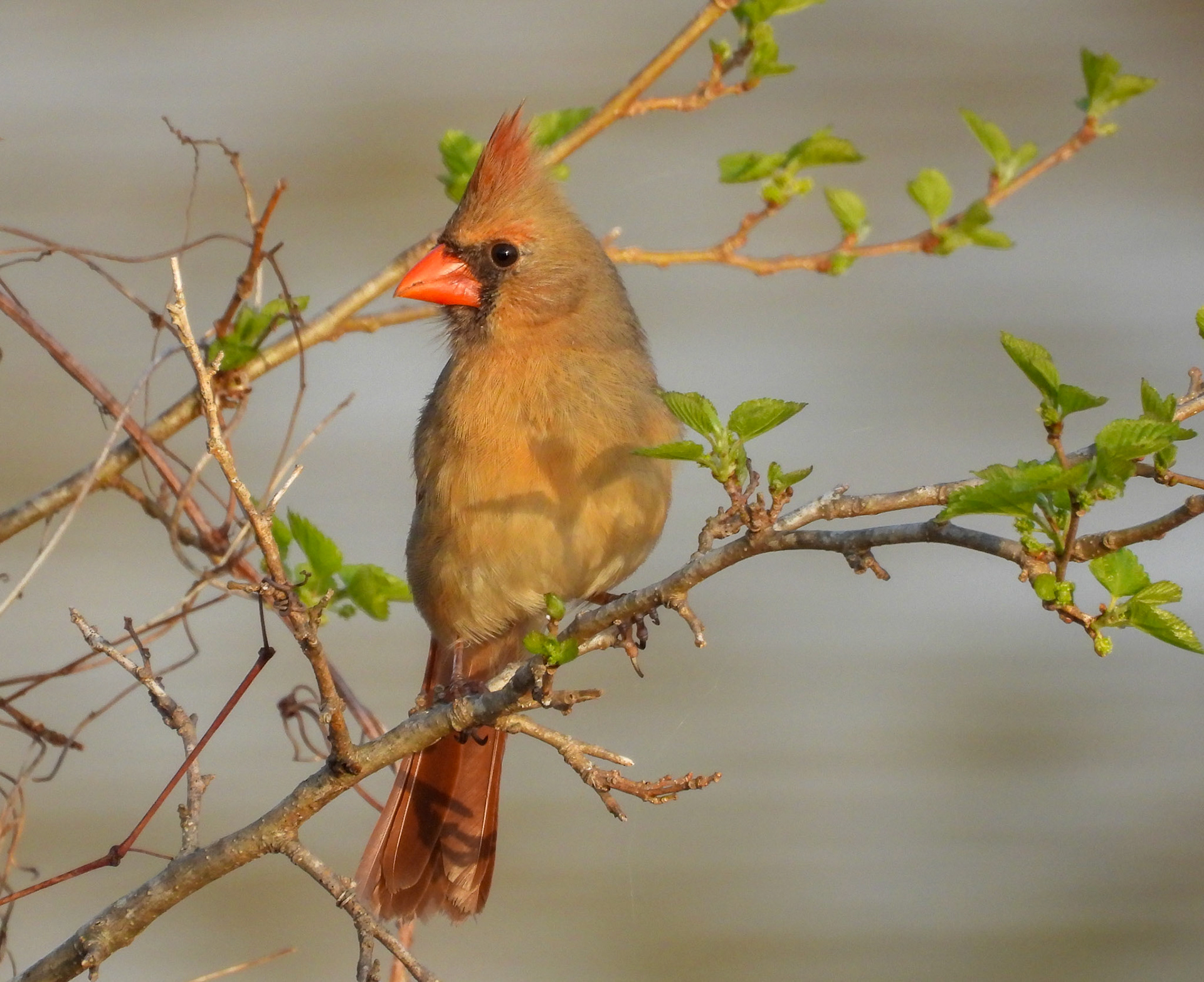 Female Cardinal