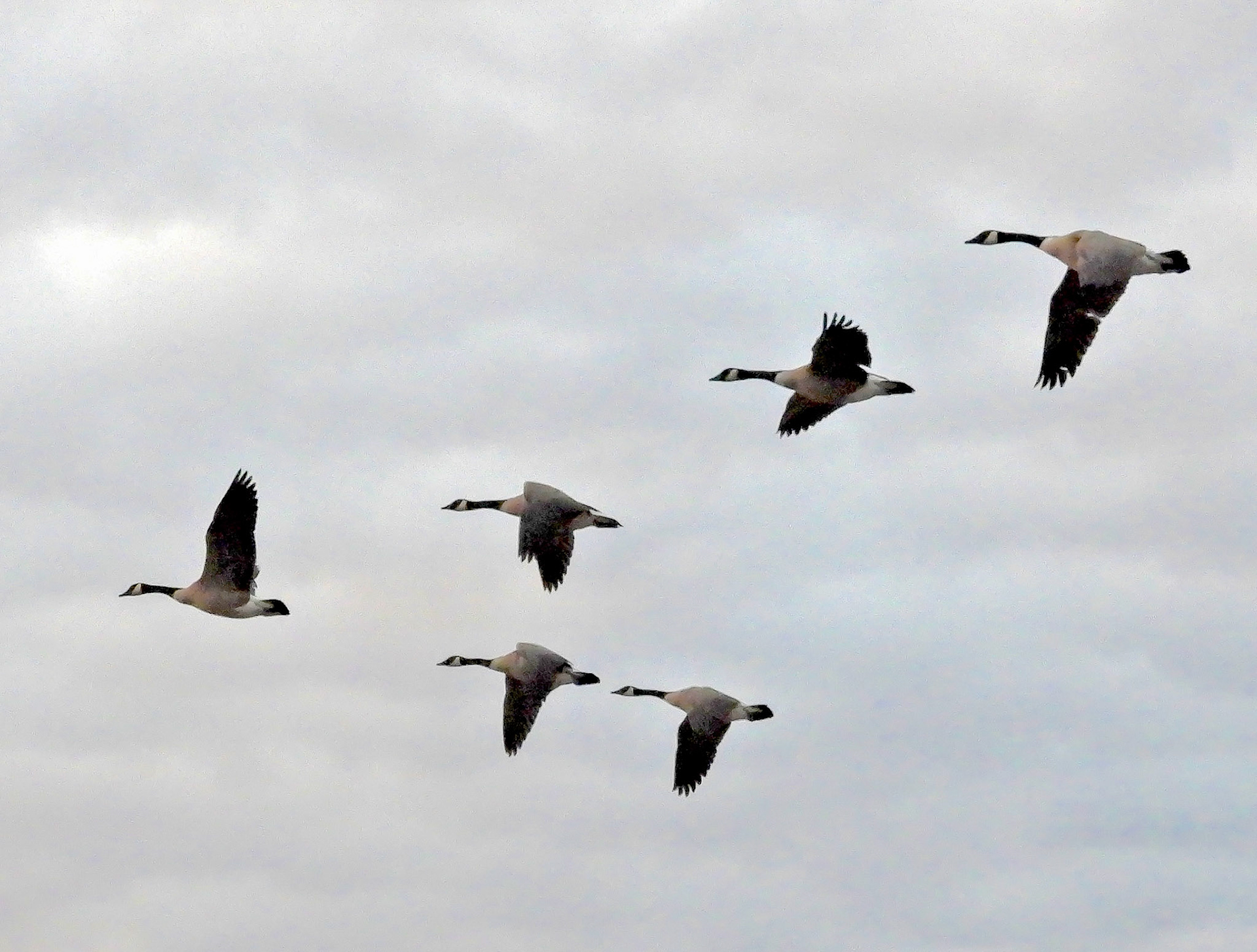 Canada Geese