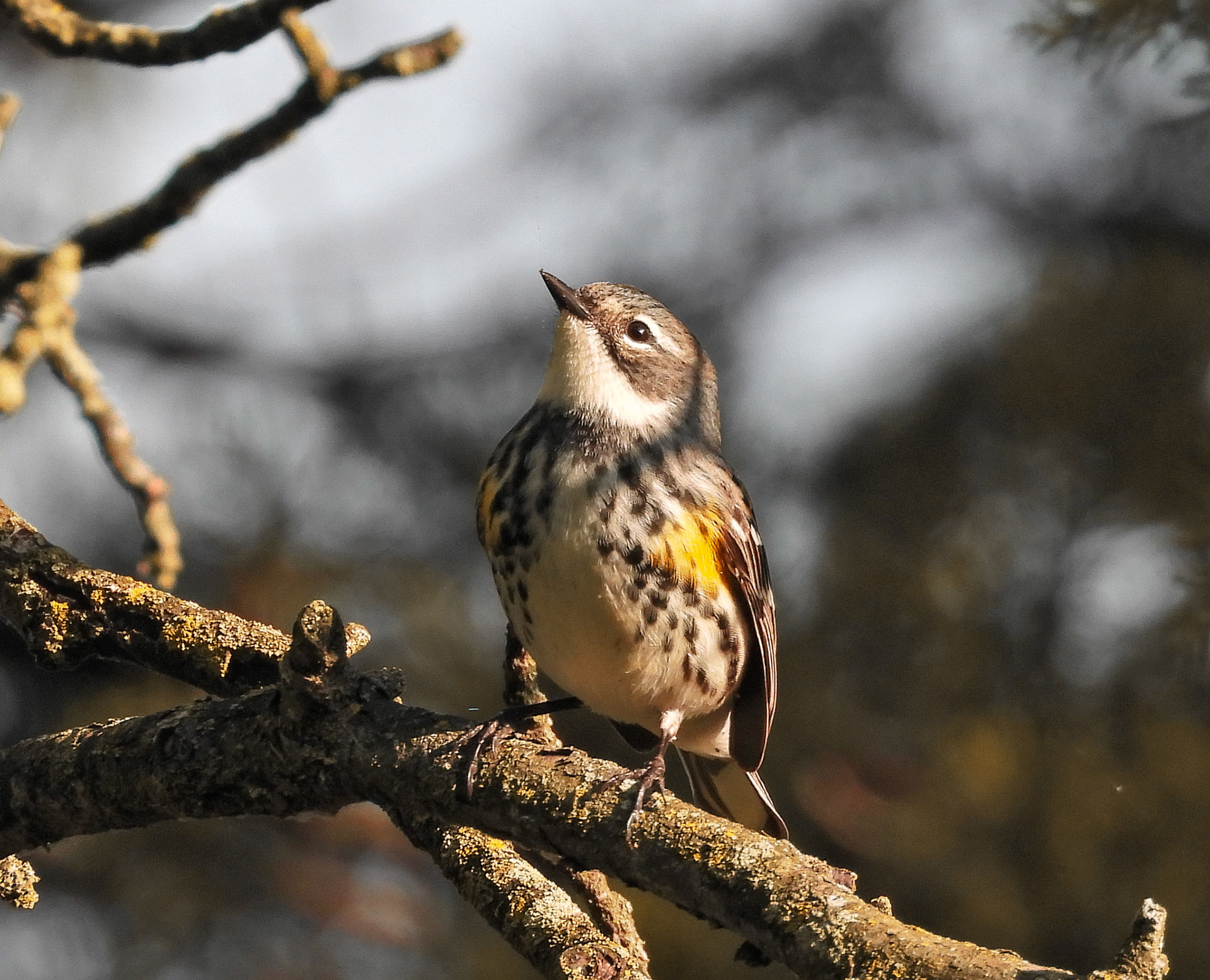Yellow-rumped Warbler female