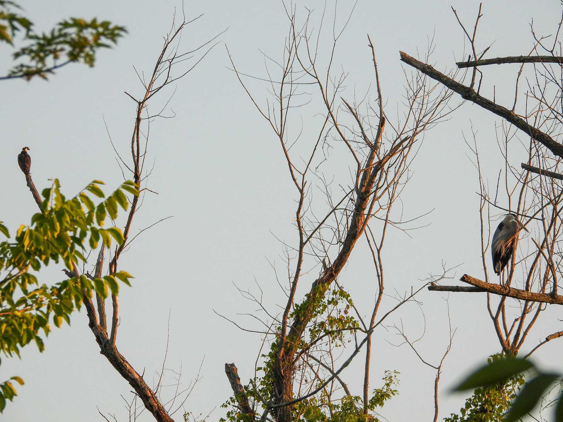 Osprey and Great Blue Heron coexisting