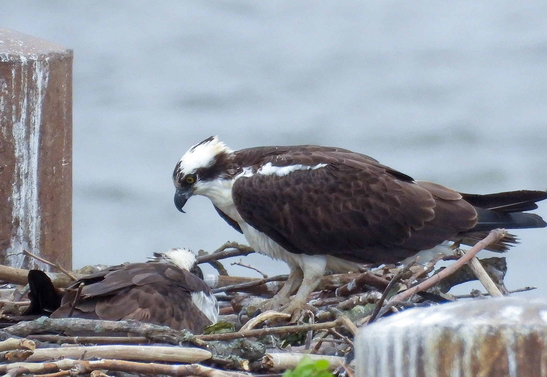 May 21 - Male Osprey checks in with his mate on the nest....
