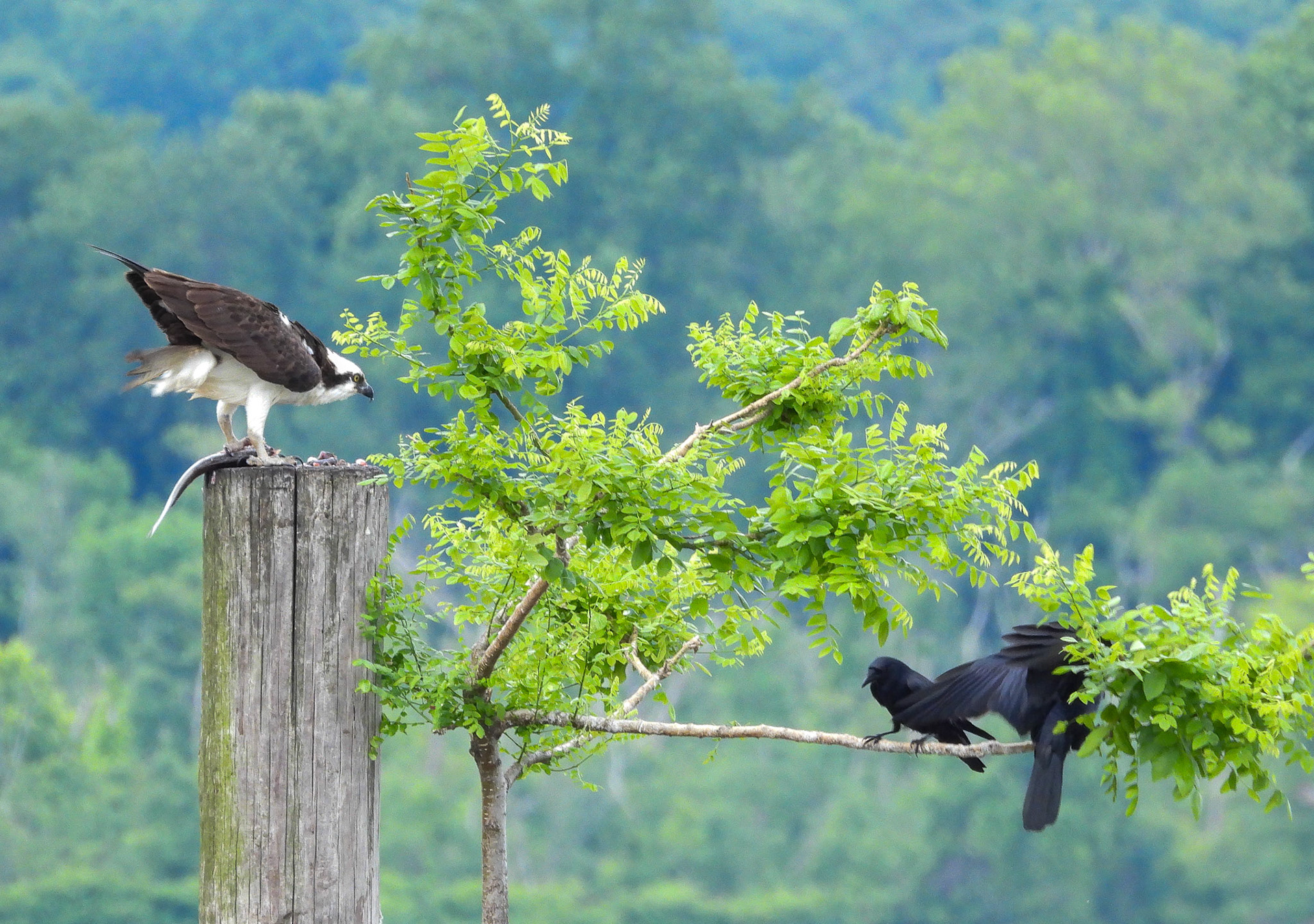 Rather that deal with the Crows,...