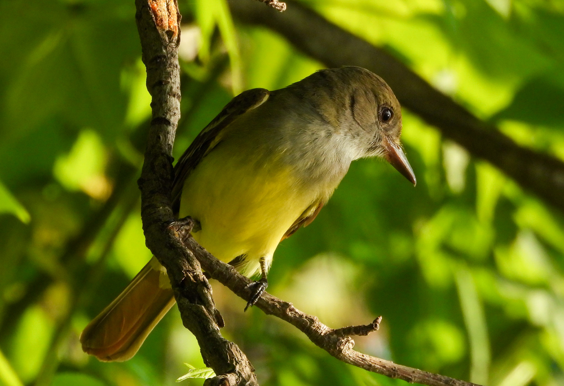 Great Crested Flycatcher
