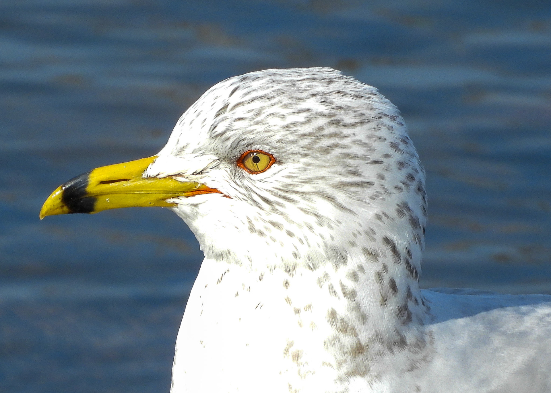Ring Billed Gull - non-breeding adults have brown-streaked heads.