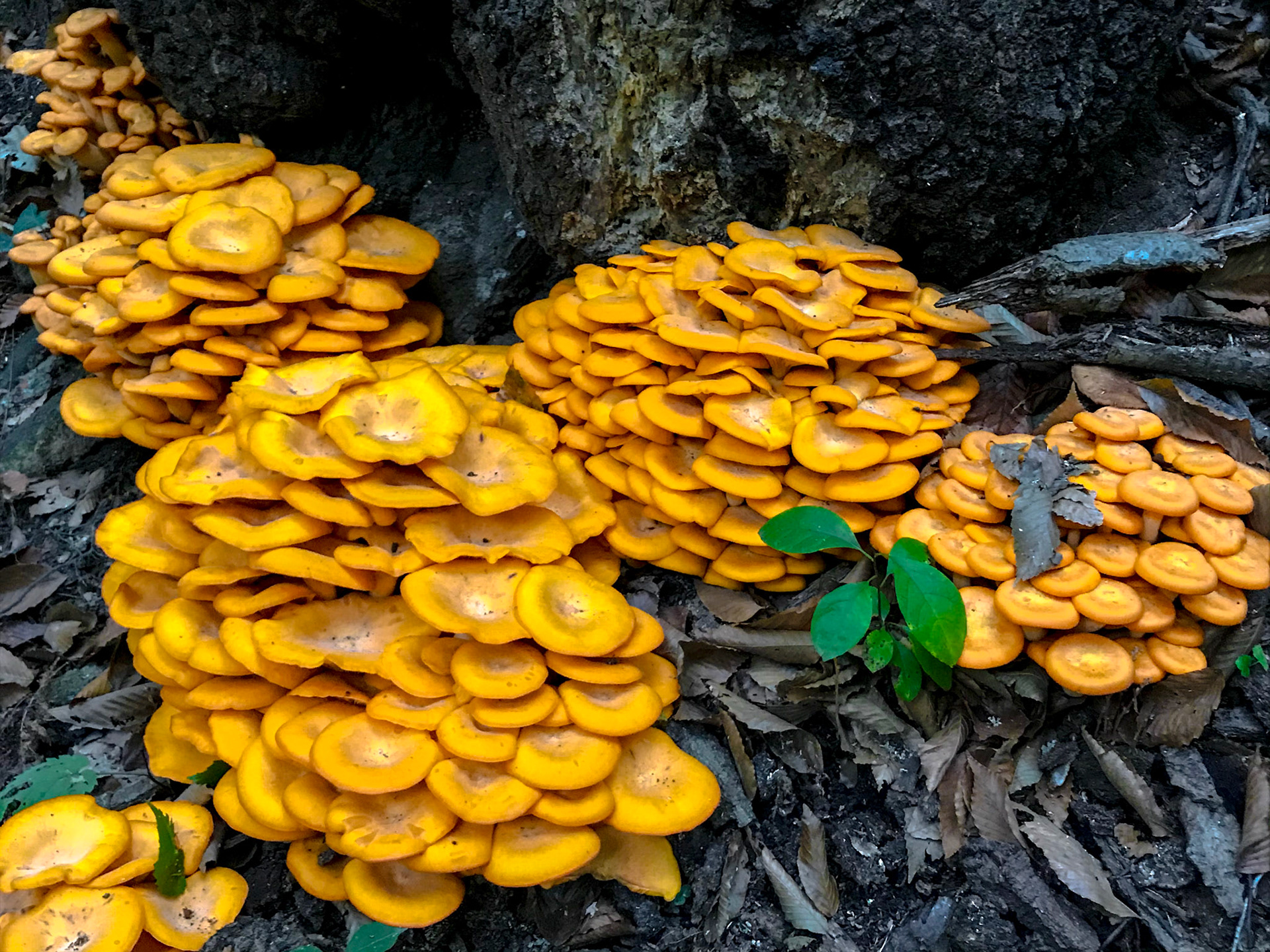 Donaldson Run Park, Arlington, Virginia