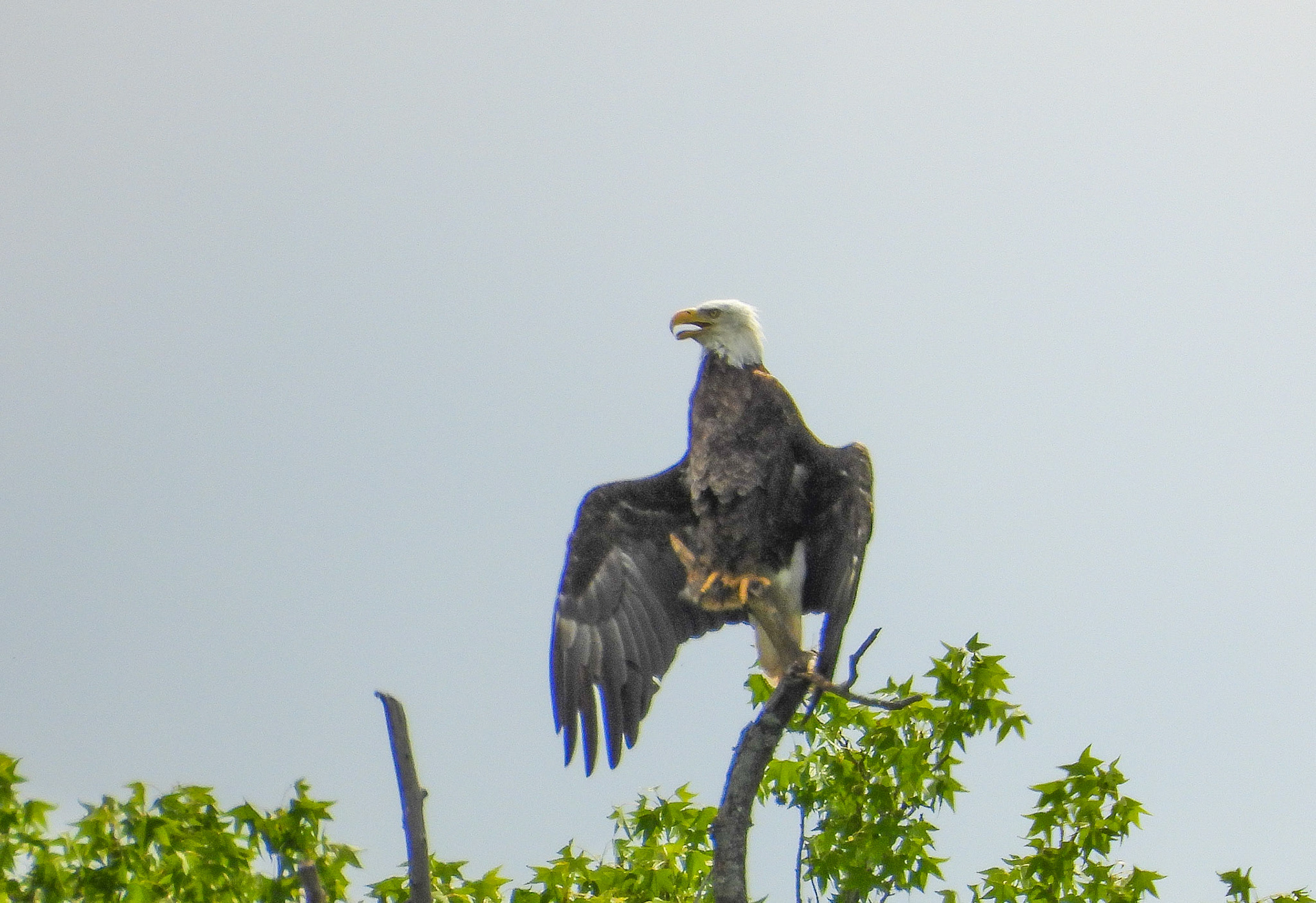 June 6 - Adult eagle pants and spreads its wings to stay cool on a hot day