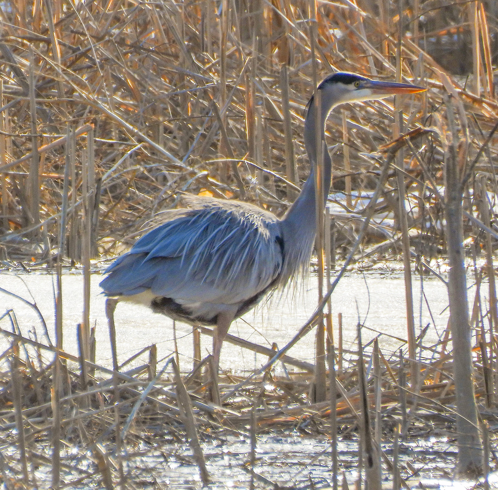Great Blue Heron