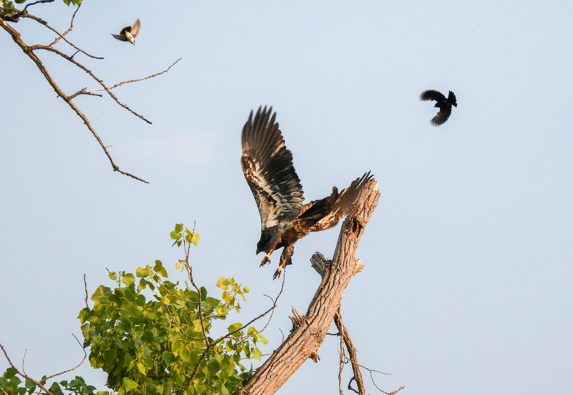 9/11 As the Eagle takes flight, the Kingbird rejoins the chase