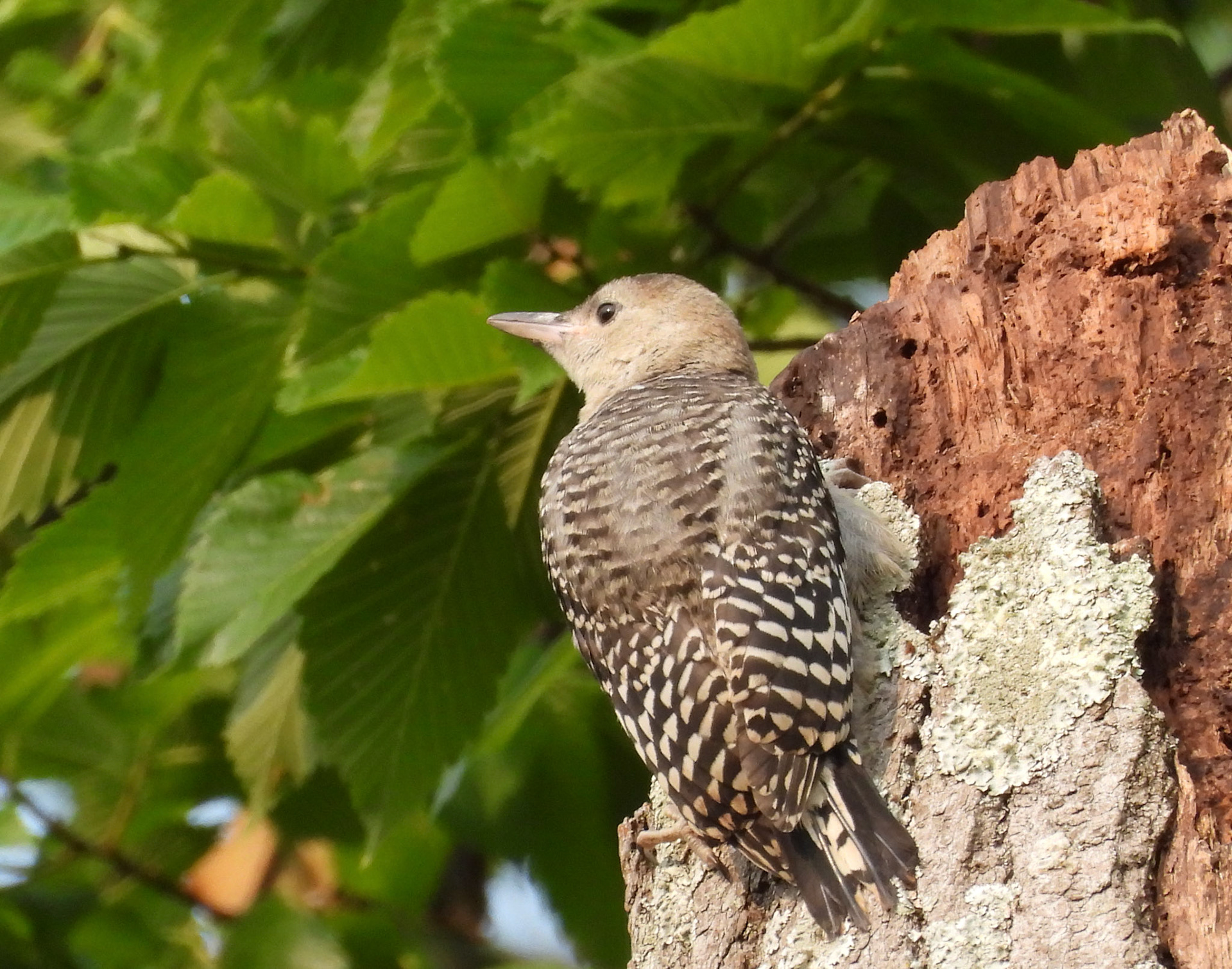 Red-Bellied Woodpecker (Female)