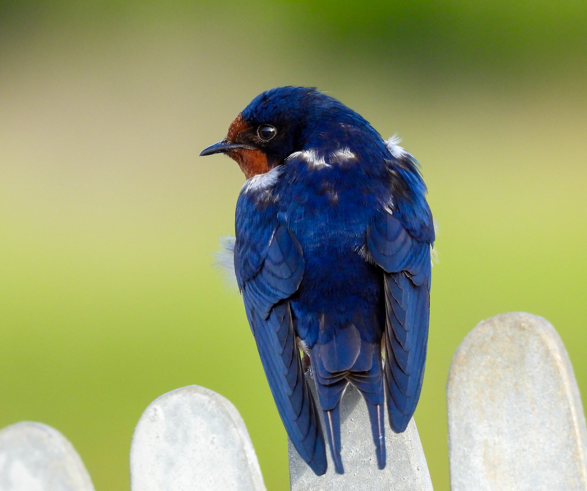 Barn Swallow