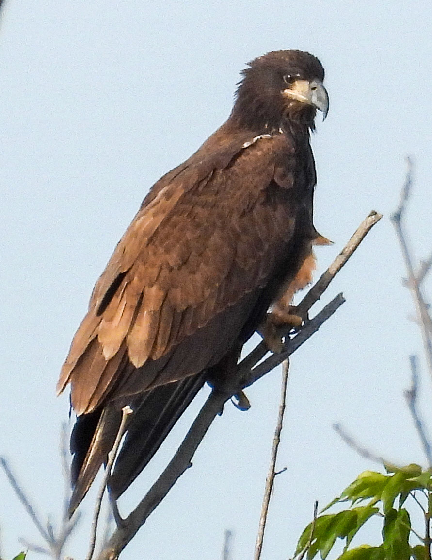 August 3 - about 1/3 mile from the nest