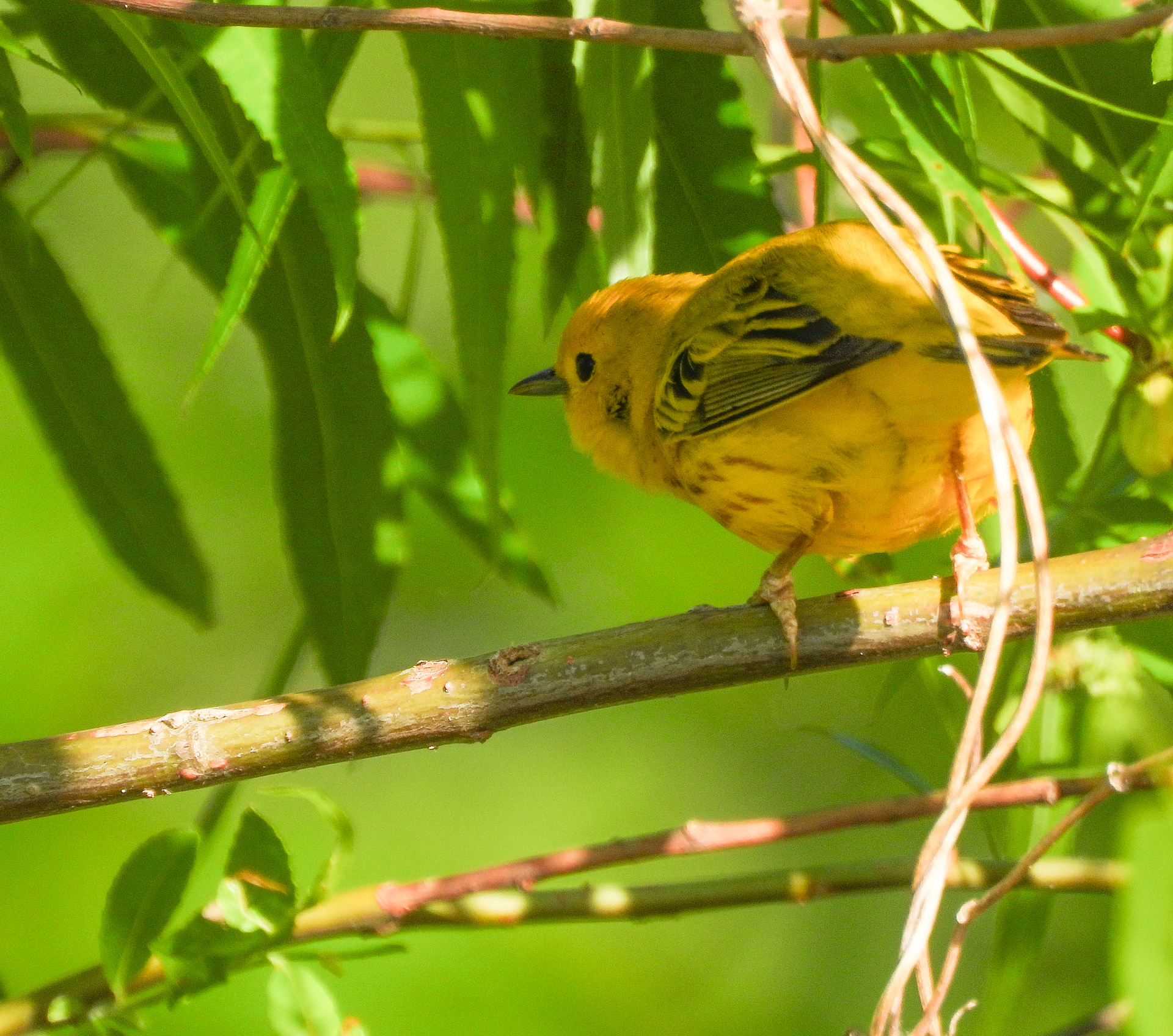 Yellow Warbler