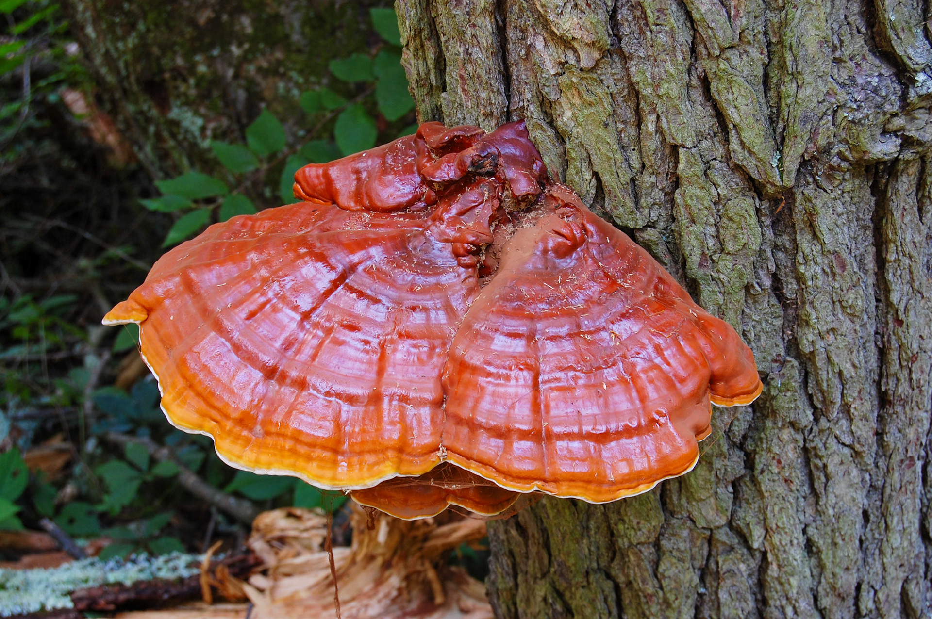 Shenandoah National Park, Virginia