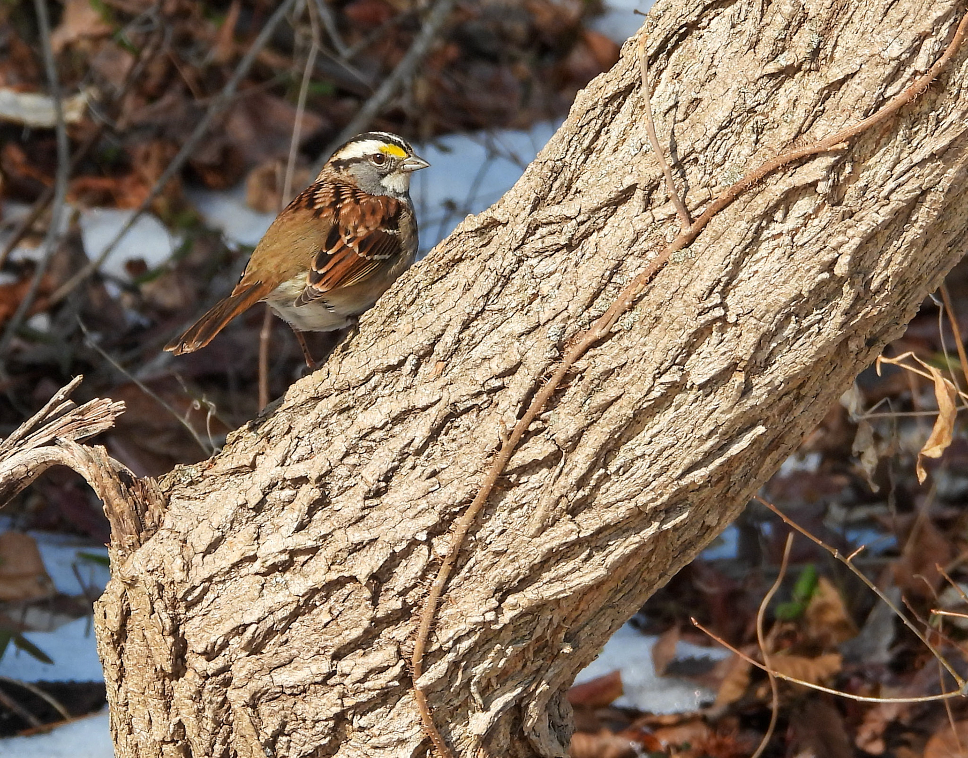 White-Throated Sparrows typically forage on or near the ground and frequent backyard feeders in the winter.