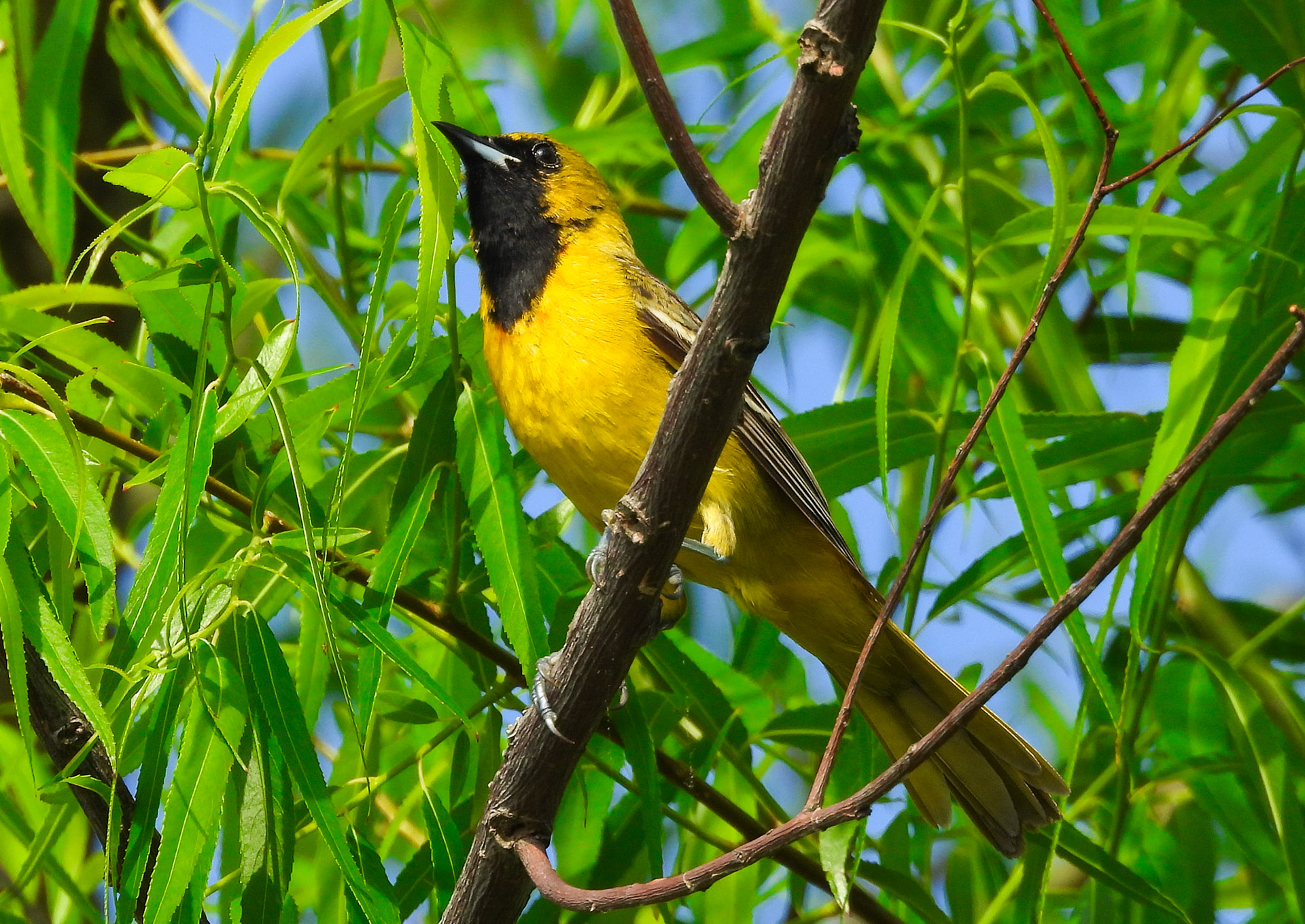 Orchard Oriole (Immature Male).  It will turn a dark orange by maturity.