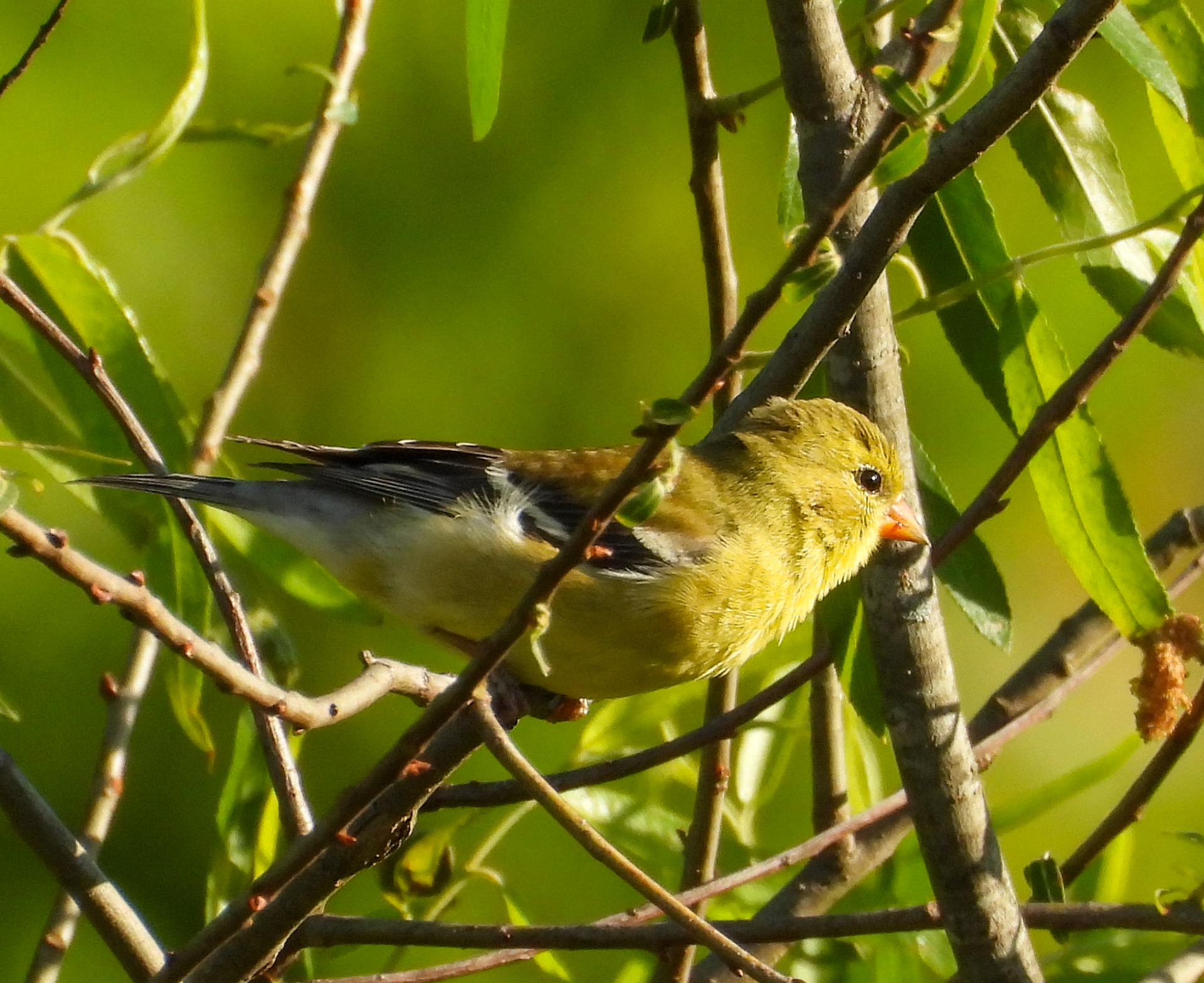 American Goldfinch female