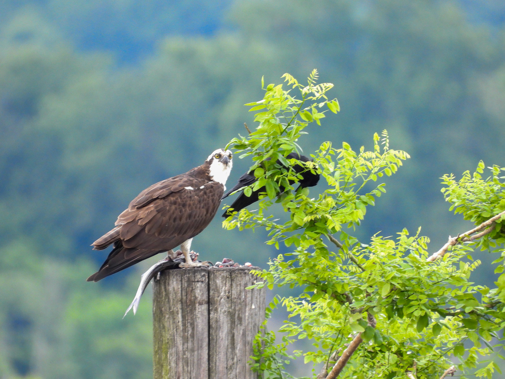 The Osprey raised its wings threatengly, and the Crow moves away to another branch...