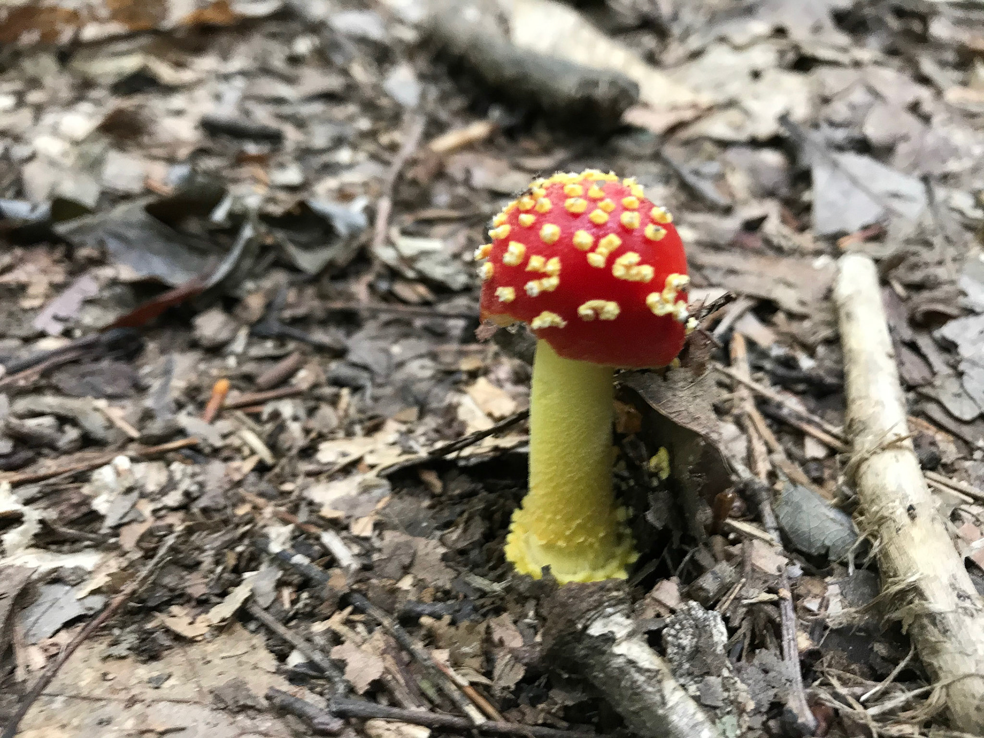 Prince William Forest Park, Virginia