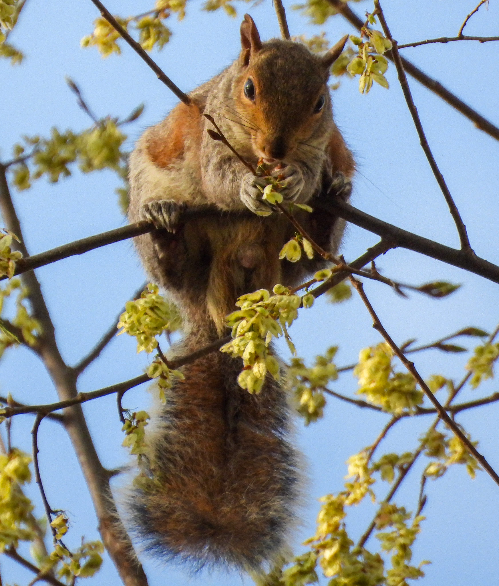 Eastern Gray Squirrels eat buds and flowers in the spring when their supply of buried nuts runs out.  This one is in the midst of its spring molt, transitioning from a silvery gray heavier coat to a lighter brownish coat.