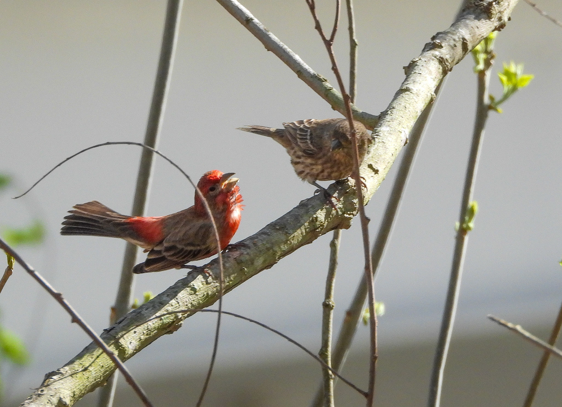 House Finches courting