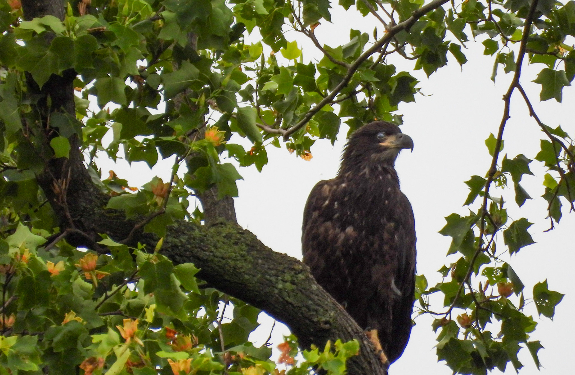 May 14 - Eaglet perched in nesting tree.