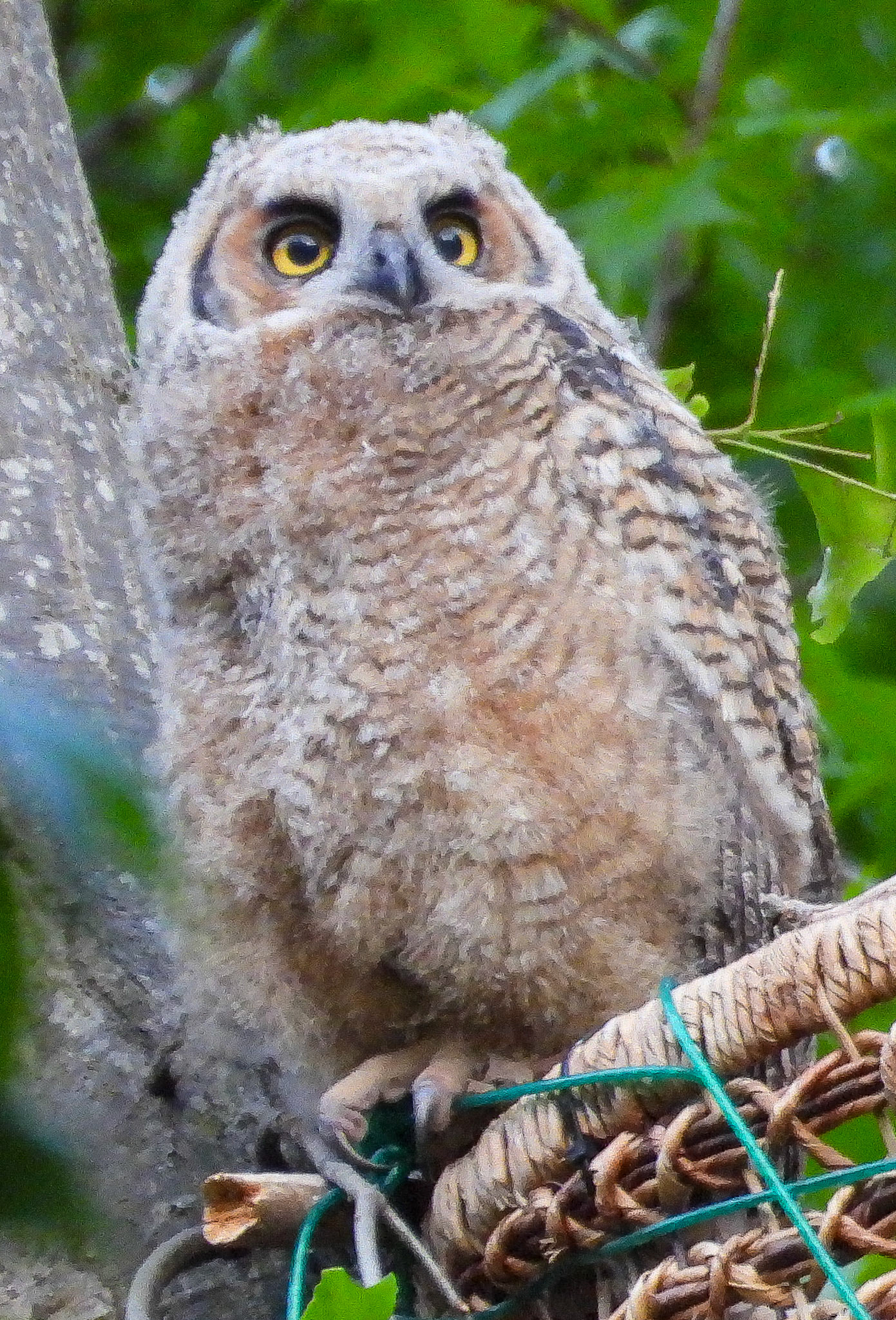 May 5 - one of the owlets has fledged.